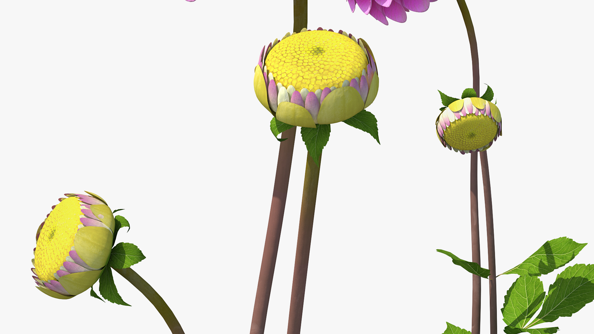 Dahlia Franz Kafka Pink Set 3D