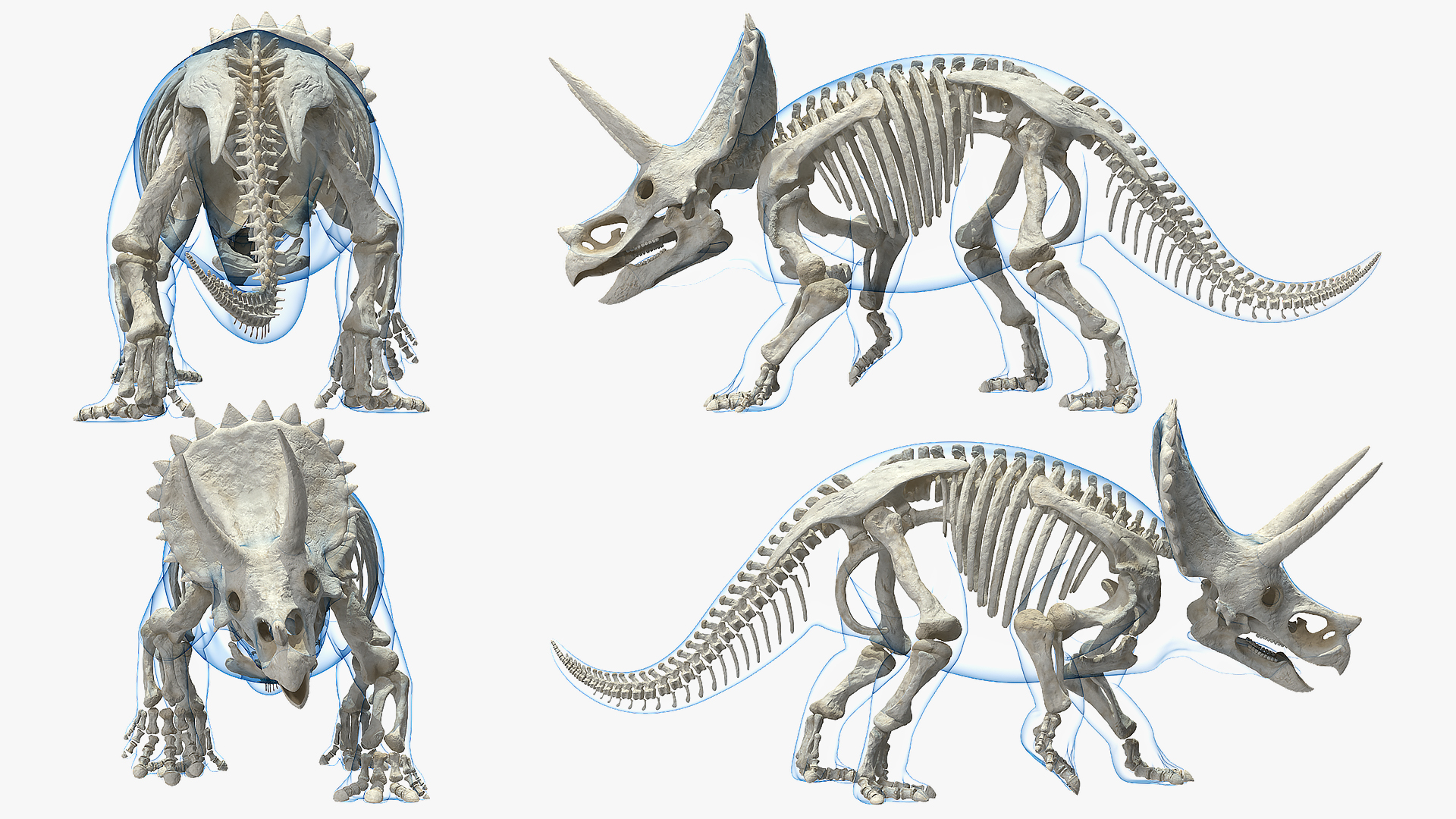 3D model Triceratops Skeleton Walking Pose with Transparent Skin