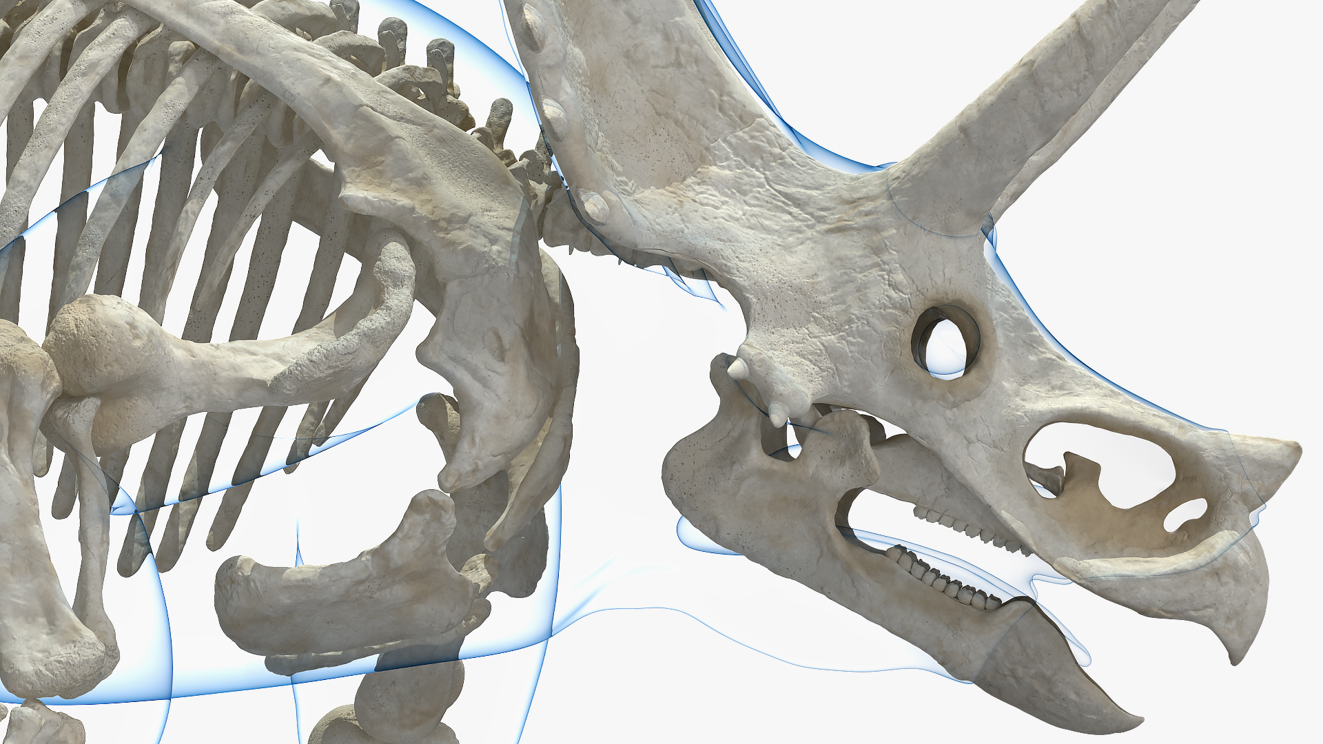 3D model Triceratops Skeleton Walking Pose with Transparent Skin