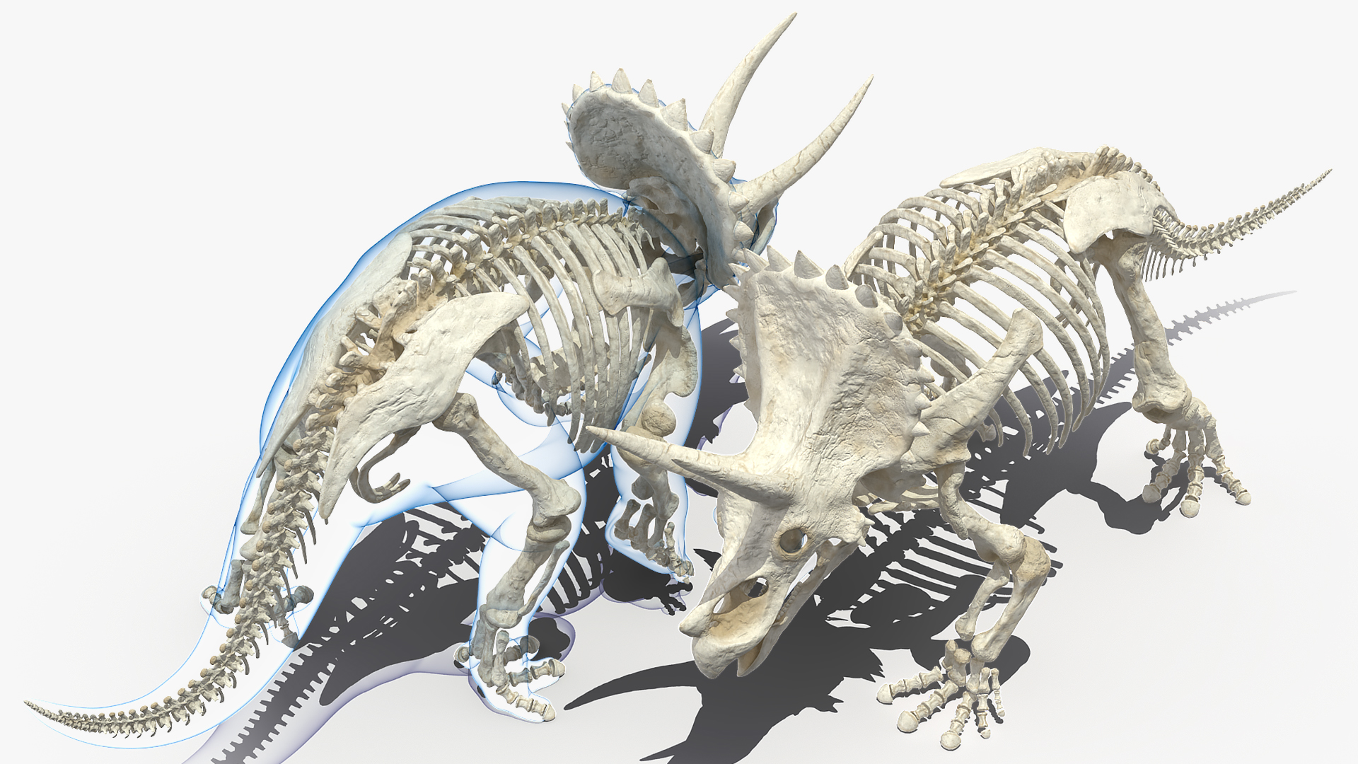 3D model Triceratops Skeleton Walking Pose with Transparent Skin