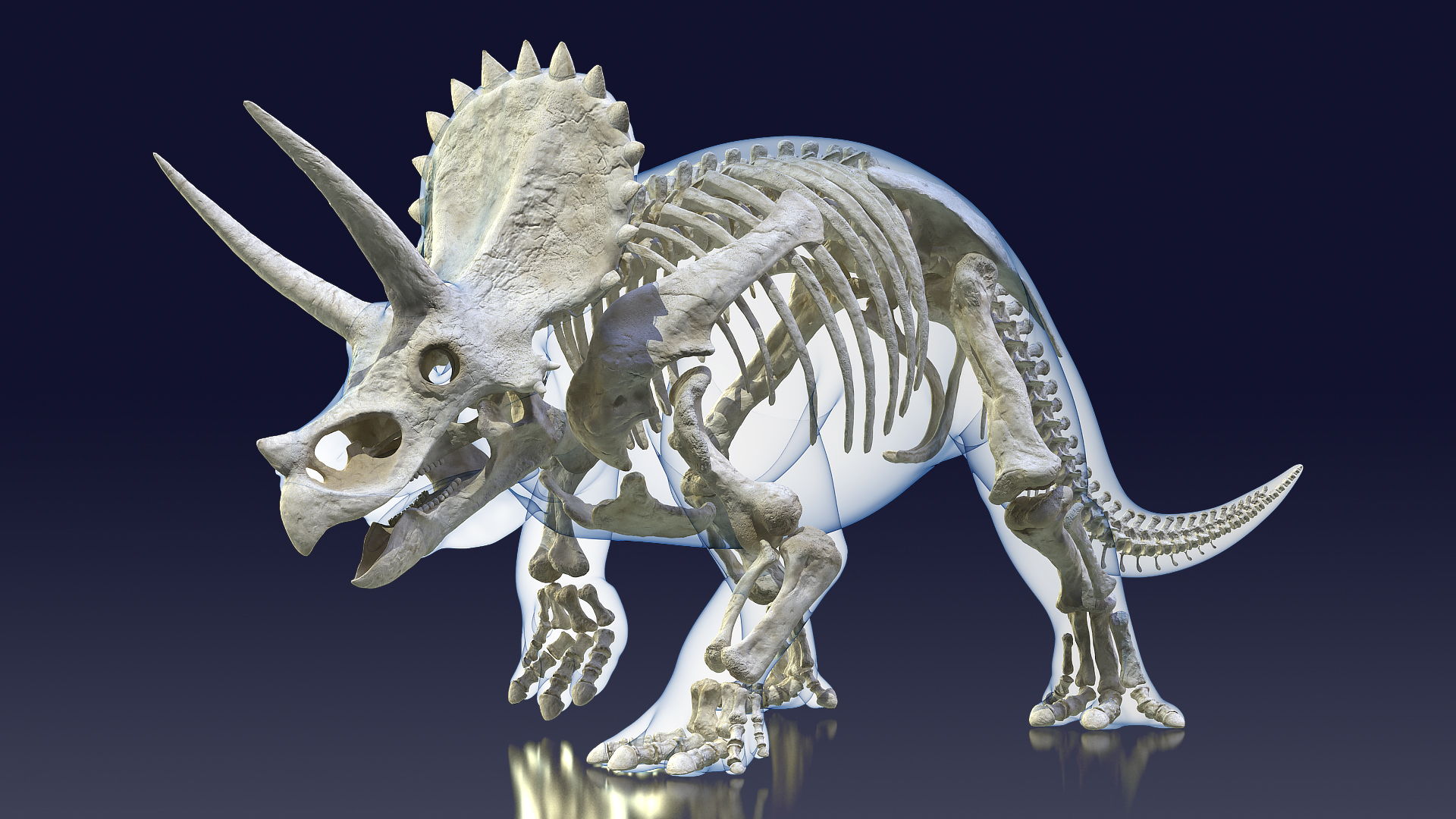 3D model Triceratops Skeleton Walking Pose with Transparent Skin
