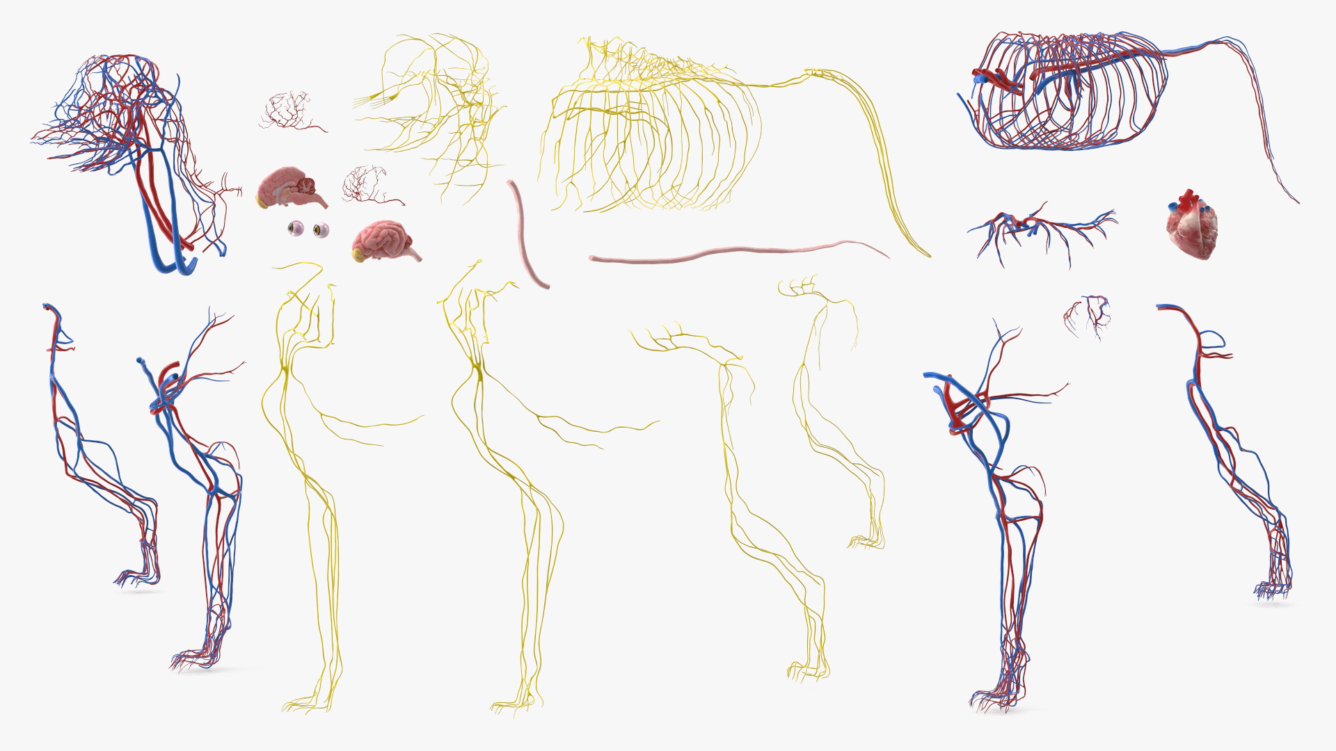 Dog Circulatory and Nervous Network Anatomy Model - view 5