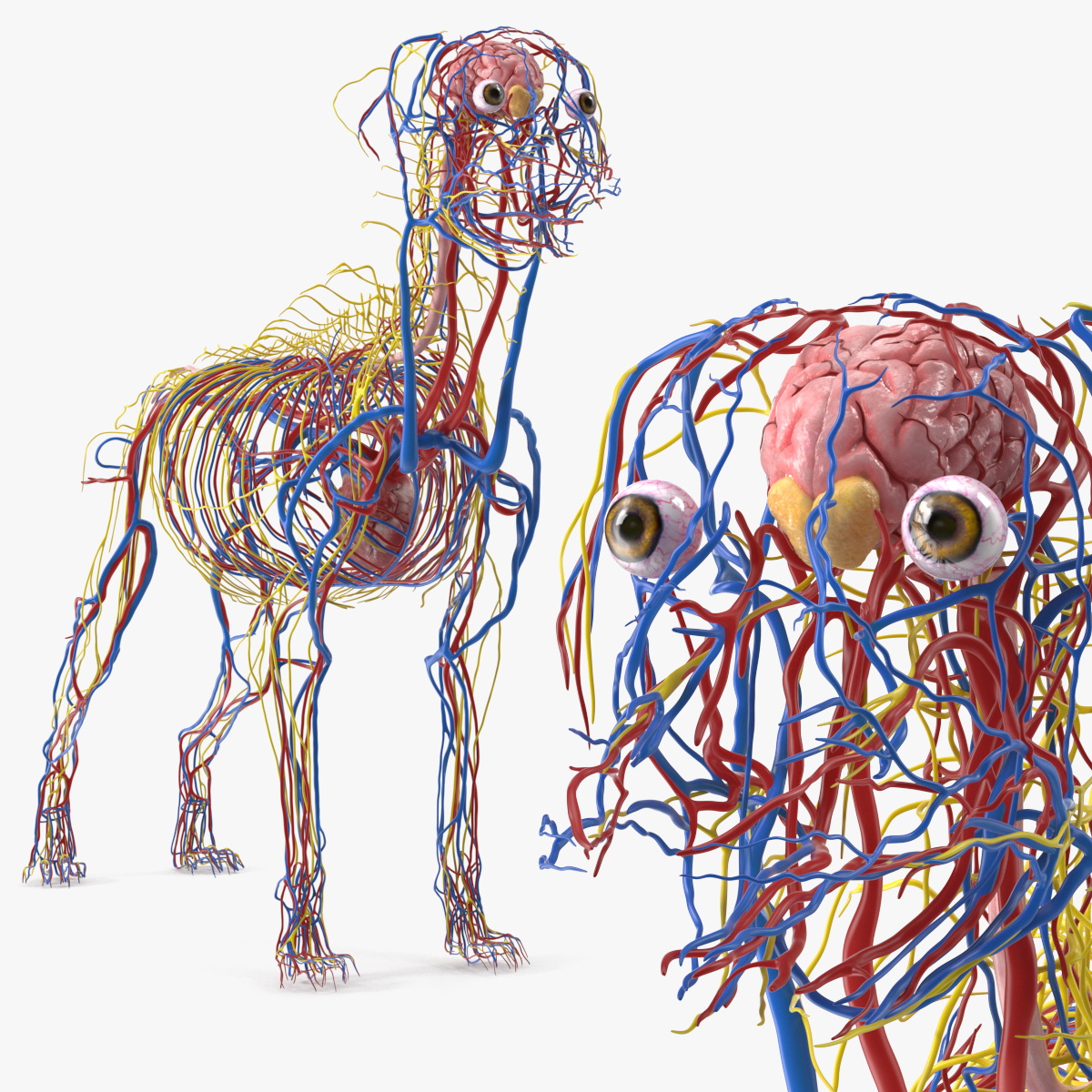 Dog Circulatory and Nervous Network Anatomy Model 3D model preview