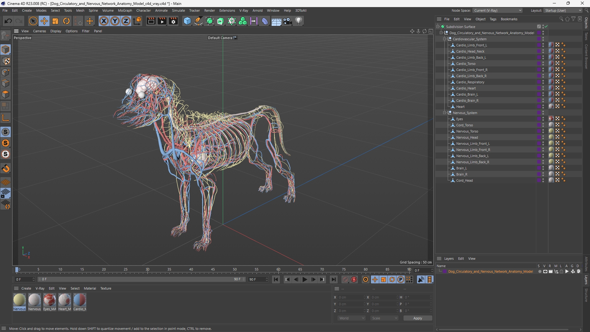 Dog Circulatory and Nervous Network Anatomy Model - view 12