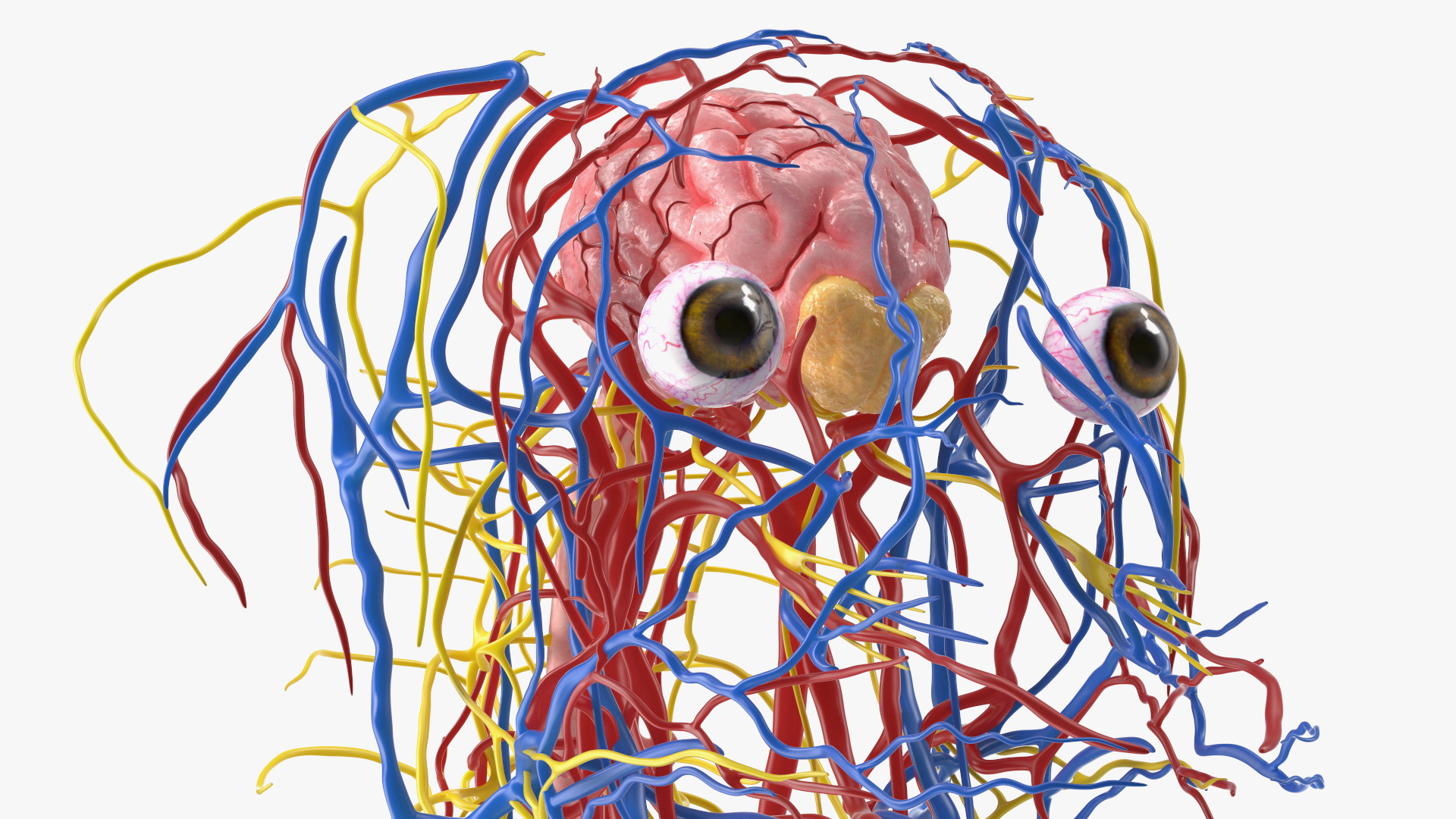 Dog Circulatory and Nervous Network Anatomy Model - view 4