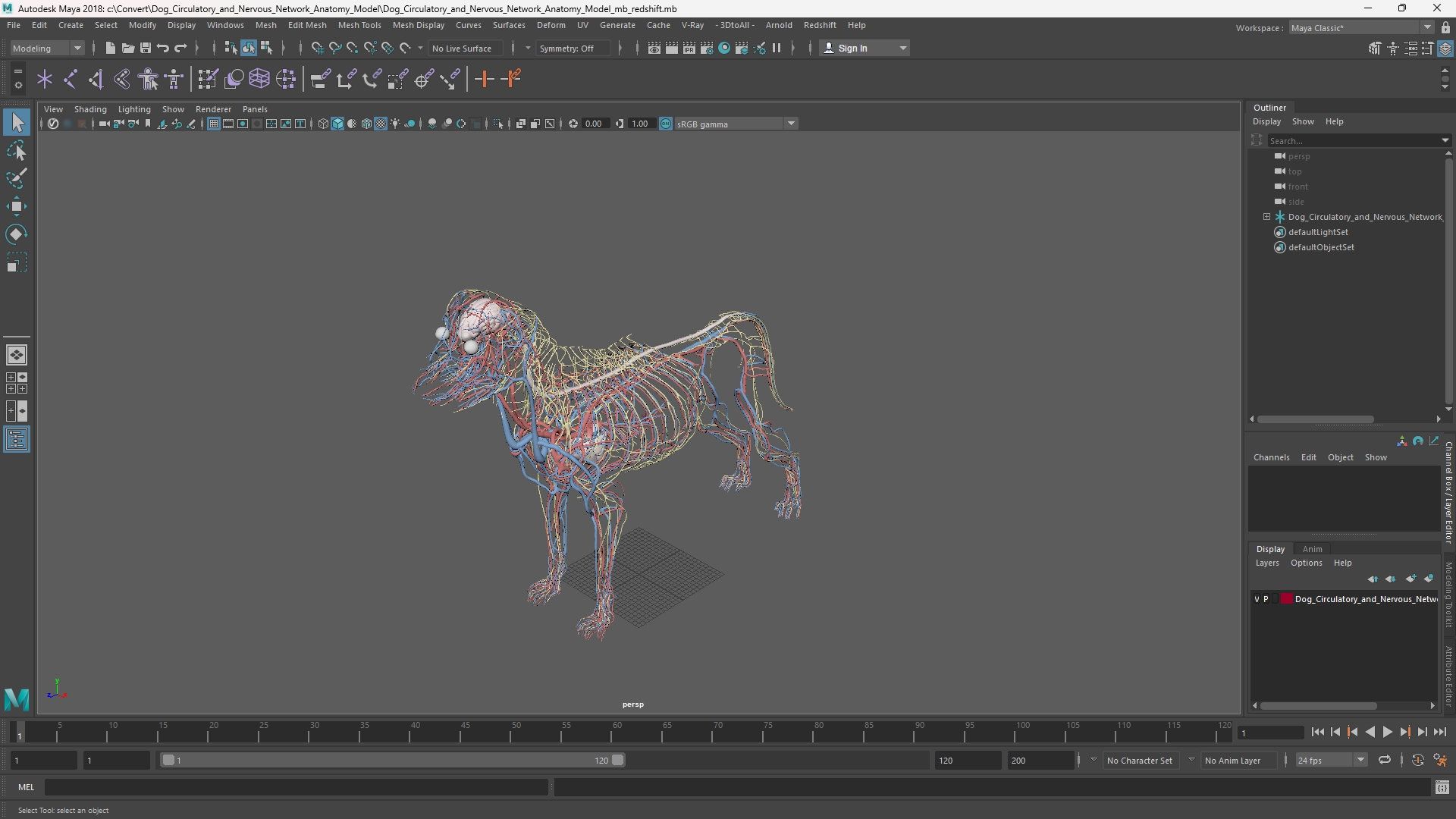 Dog Circulatory and Nervous Network Anatomy Model - view 11