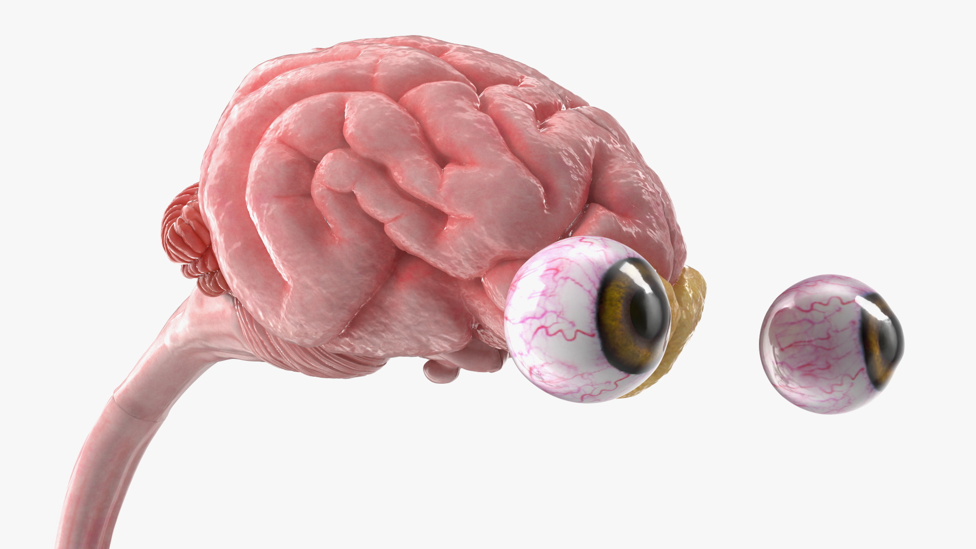Dog Circulatory and Nervous Network Anatomy Model - view 6