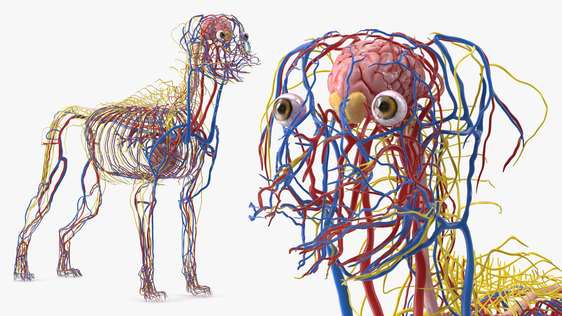 Dog Circulatory and Nervous Network Anatomy Model - view 2