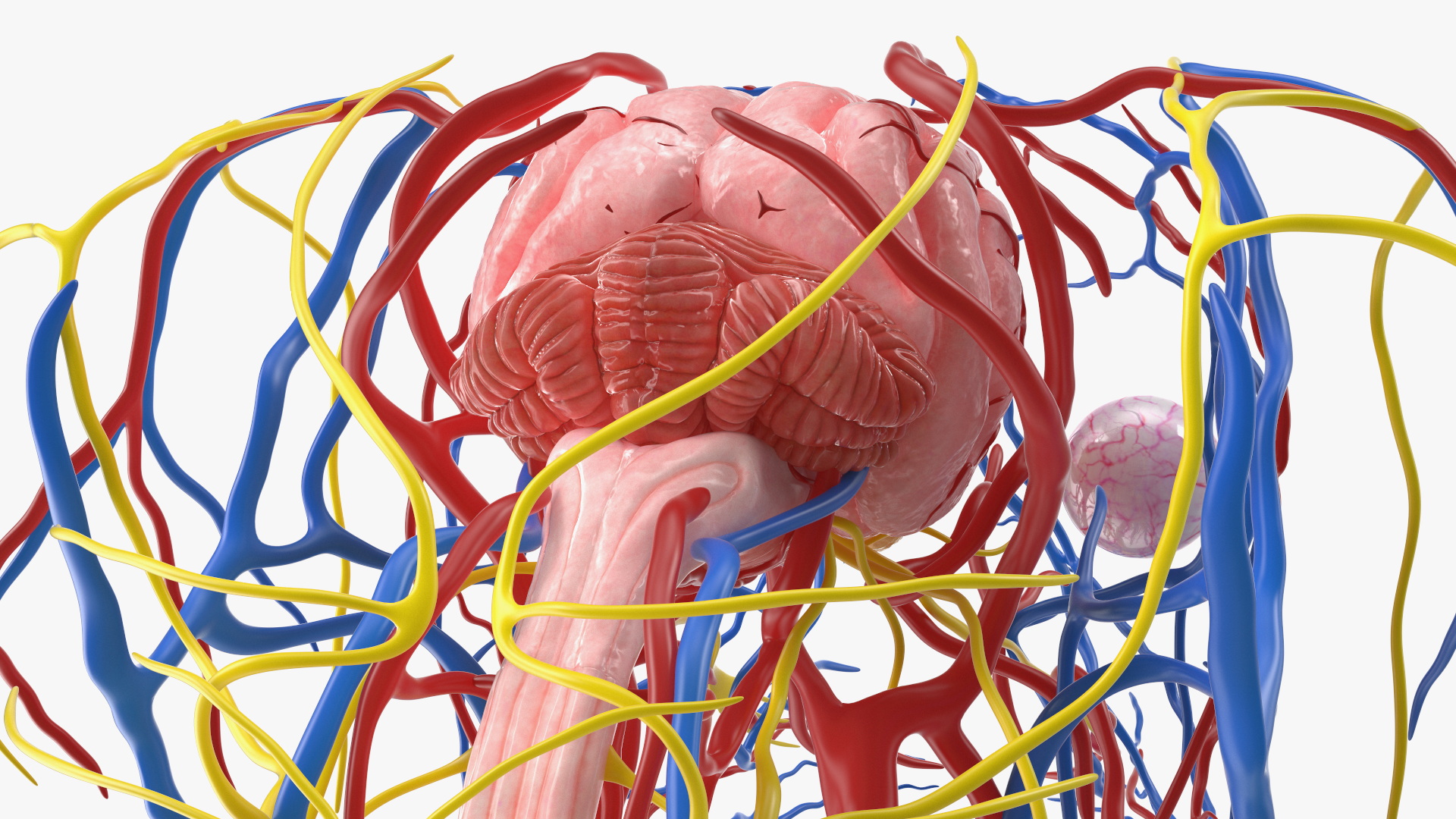Dog Circulatory and Nervous Network Anatomy Model - view 7