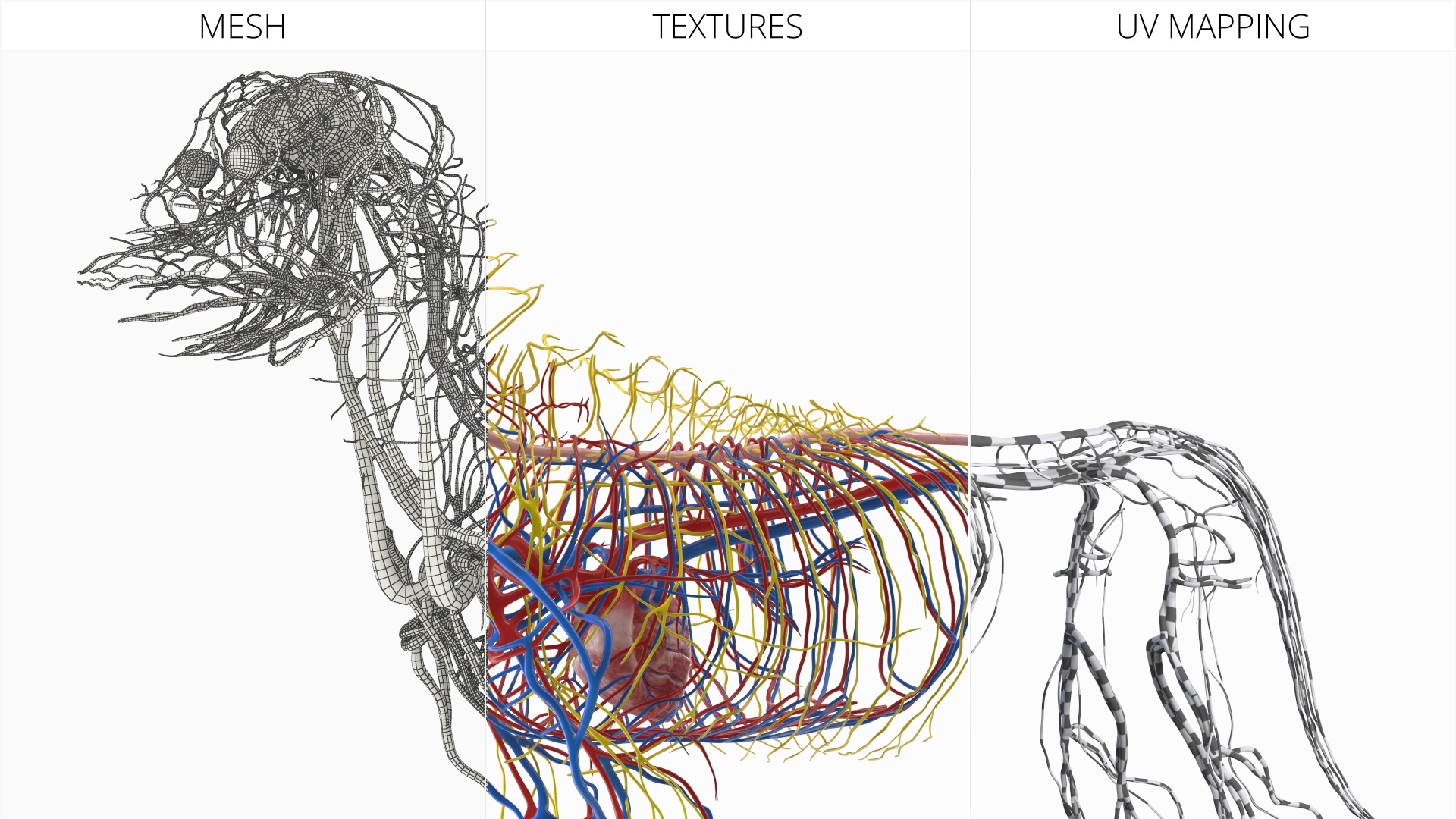 Dog Circulatory and Nervous Network Anatomy Model - view 8
