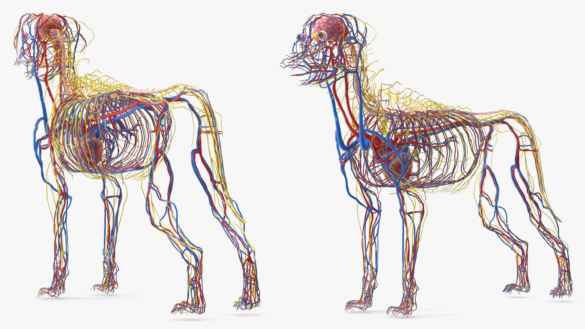 Dog Circulatory and Nervous Network Anatomy Model - view 3