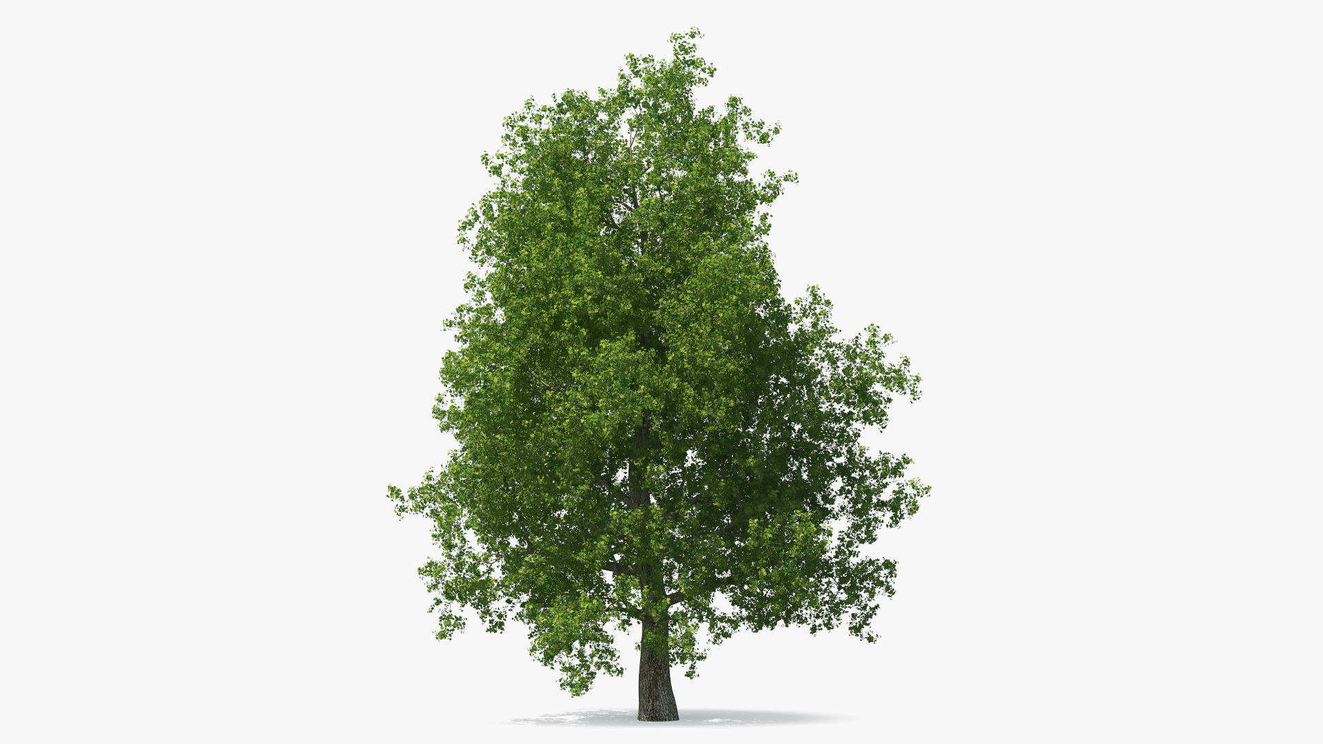 3D Realistic Poplar Tree