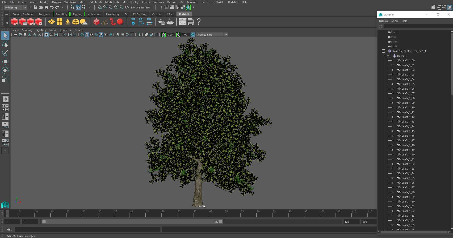 3D Realistic Poplar Tree