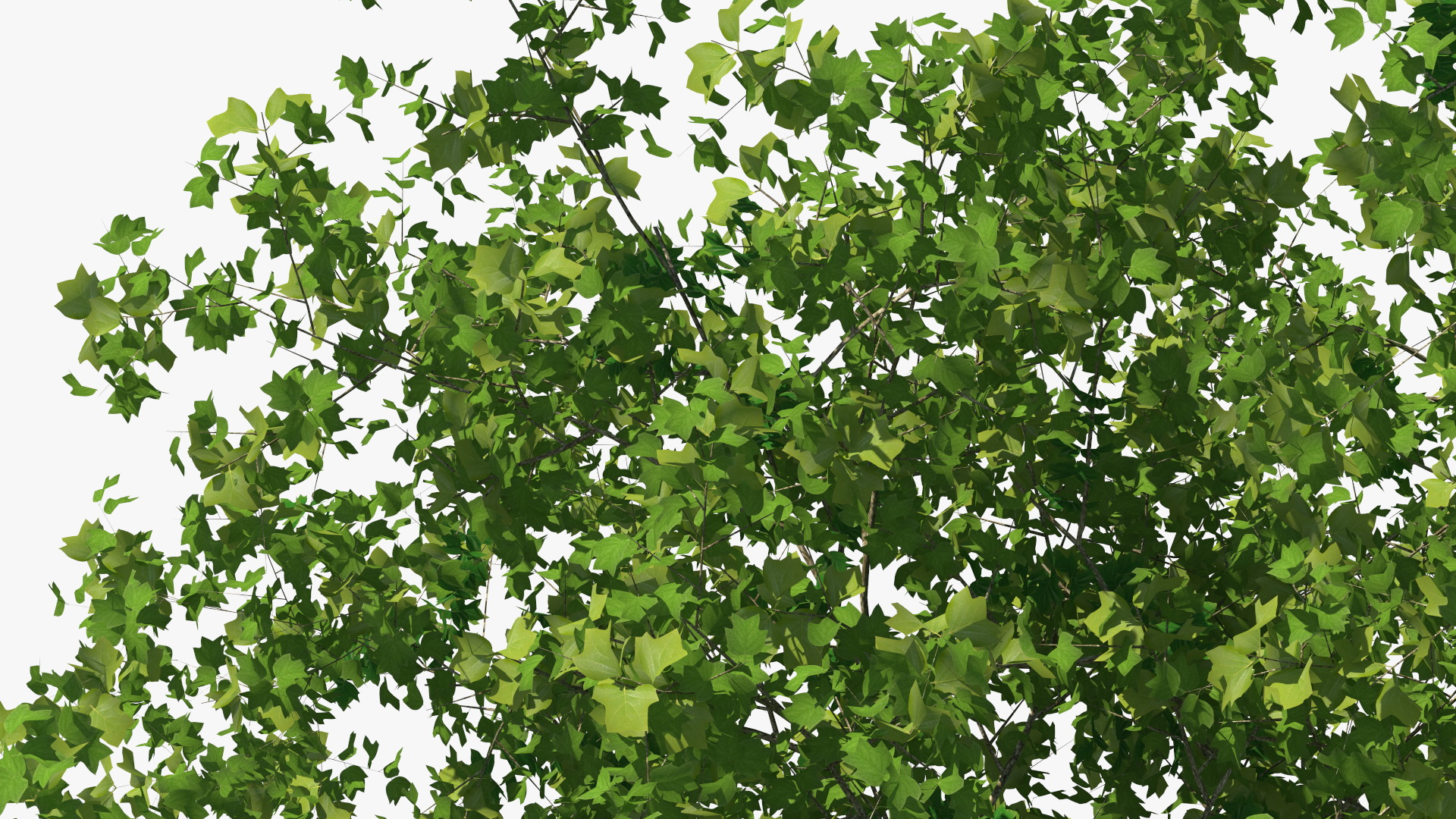 3D Realistic Poplar Tree