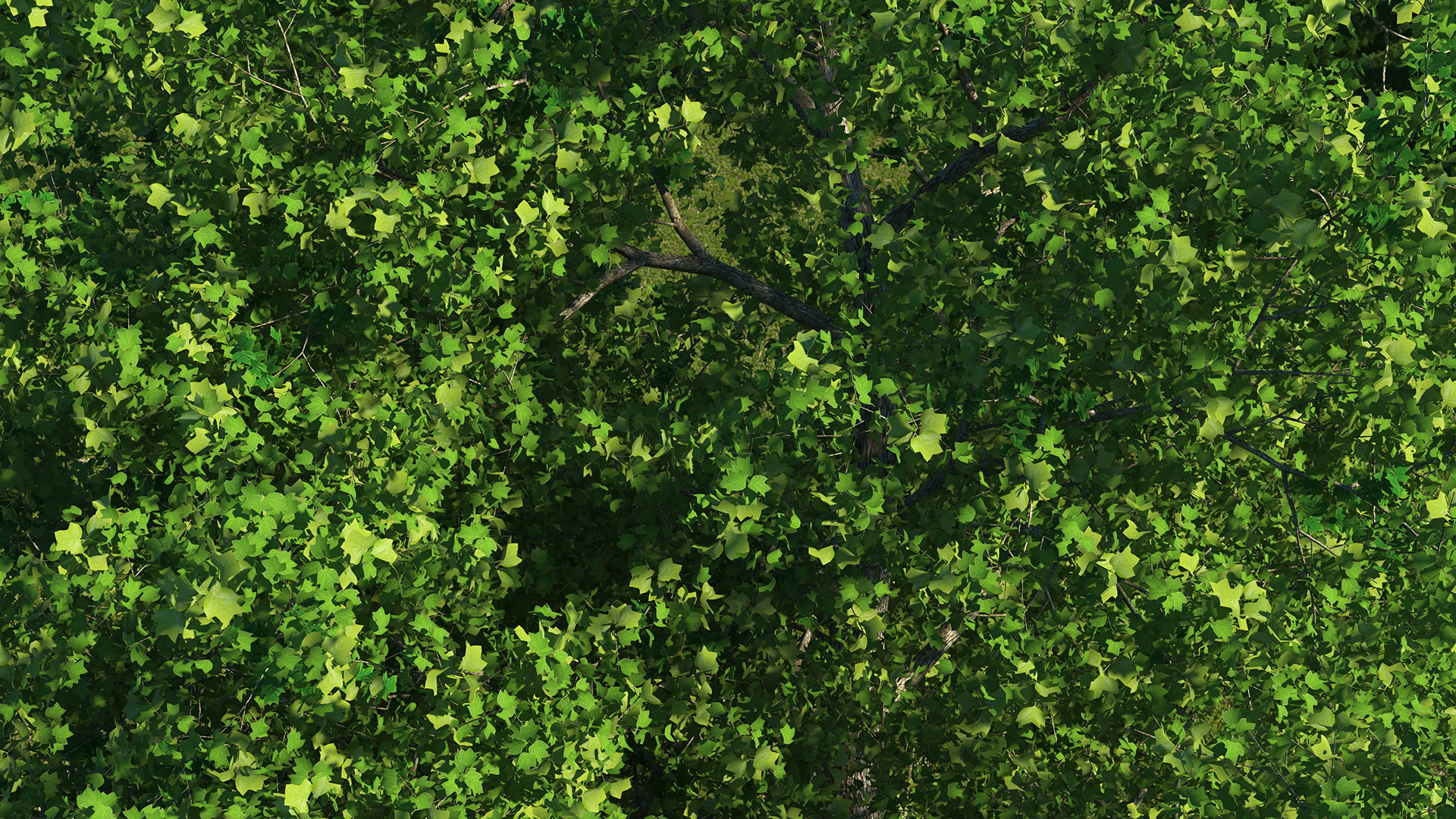 3D Realistic Poplar Tree