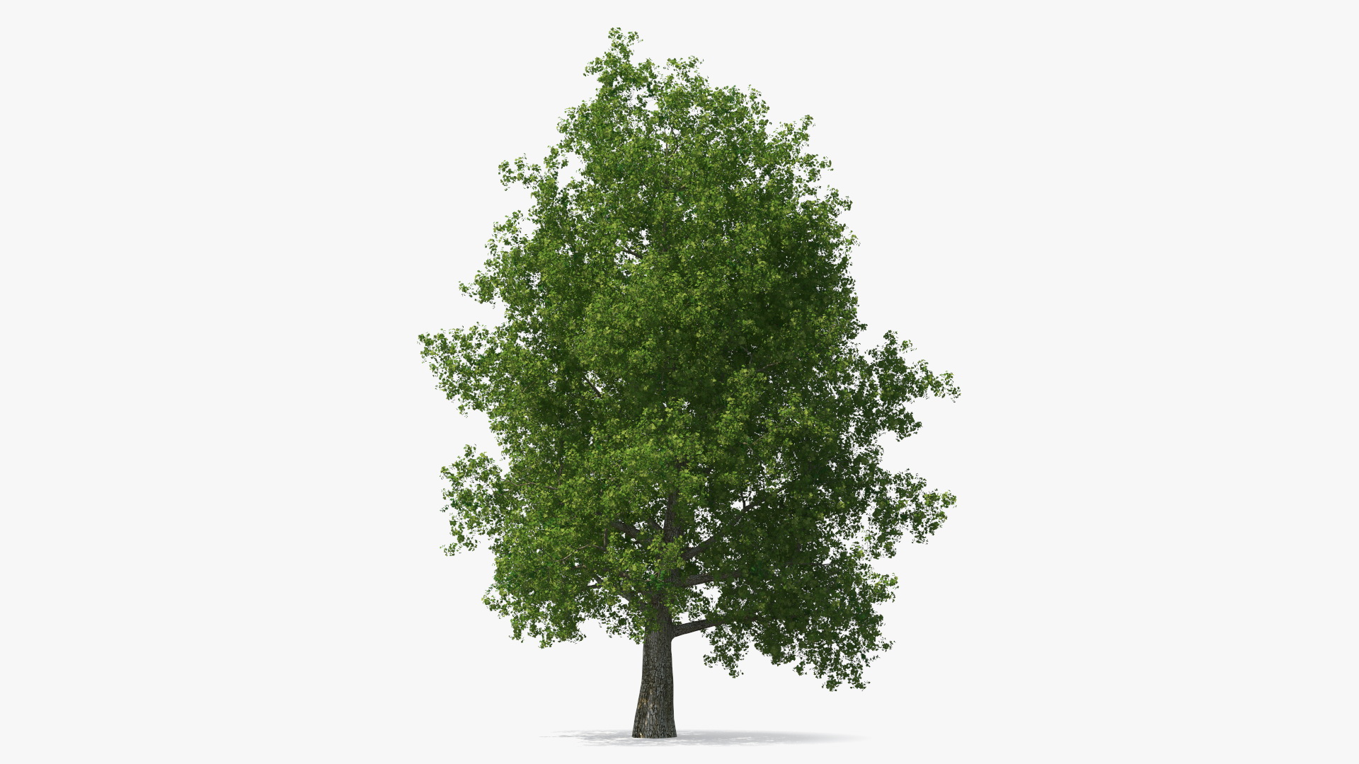 3D Realistic Poplar Tree