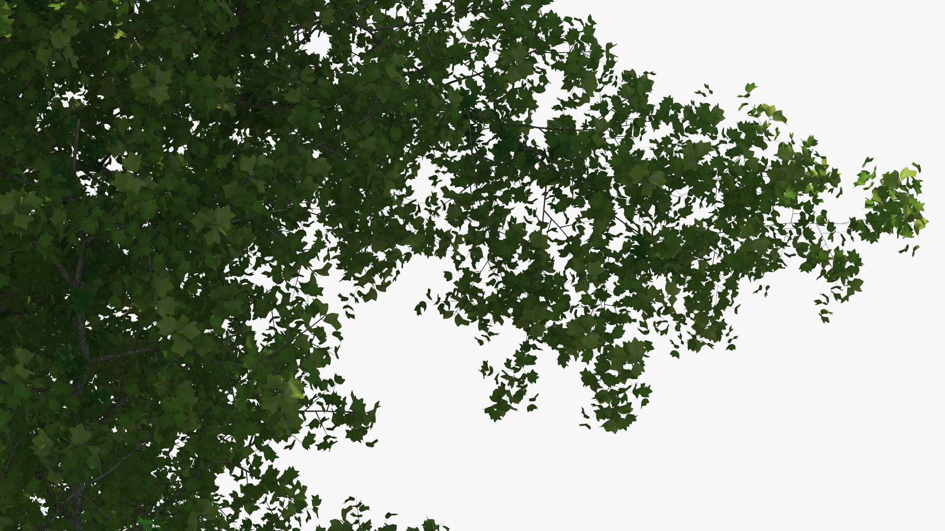 3D Realistic Poplar Tree