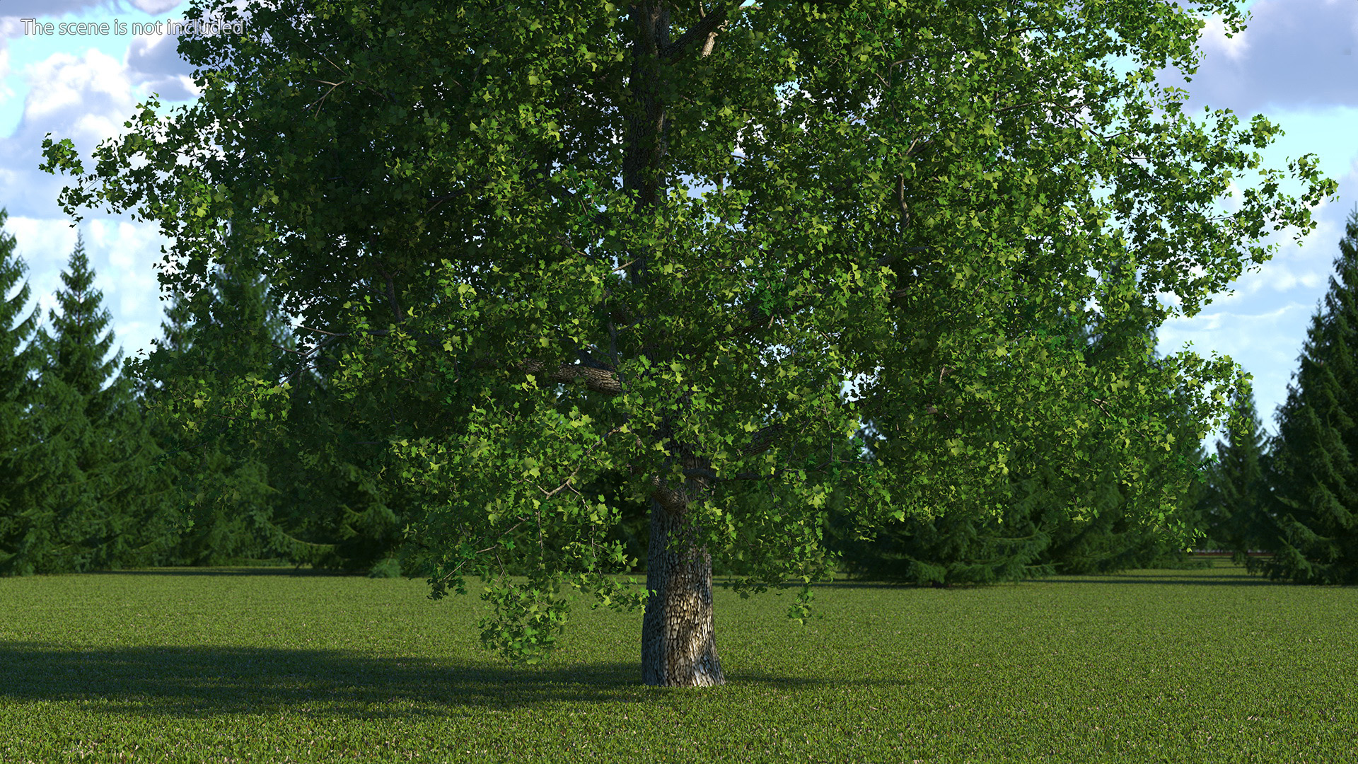 3D Realistic Poplar Tree