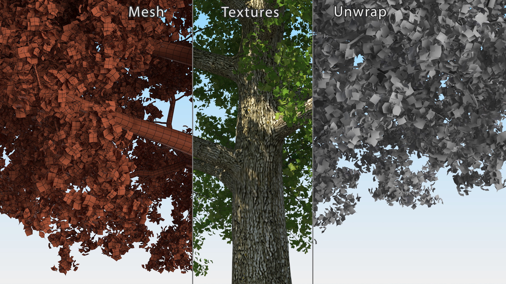 3D Realistic Poplar Tree