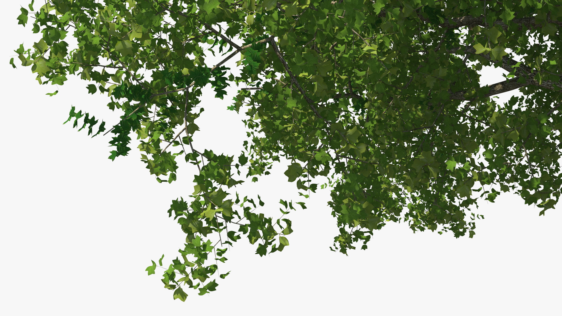 3D Realistic Poplar Tree