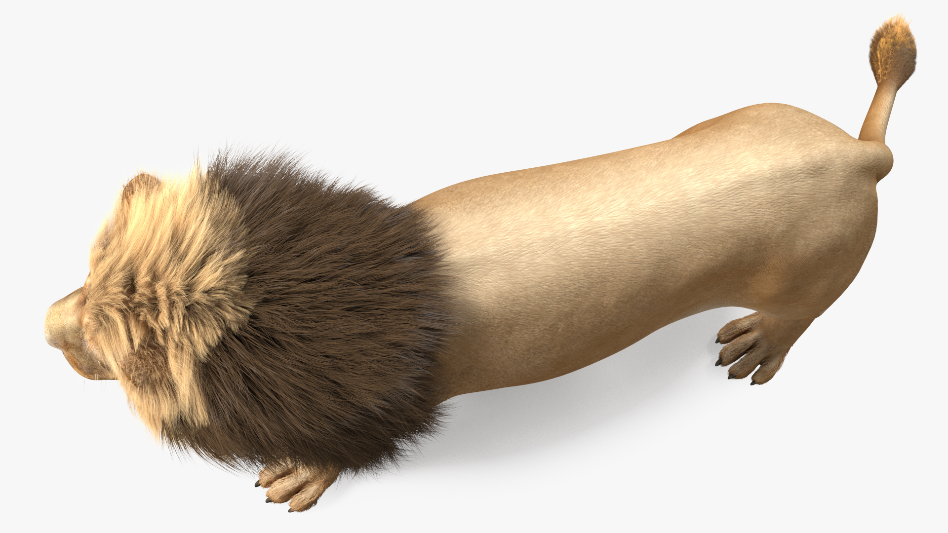 3D Lion Walking Pose Fur