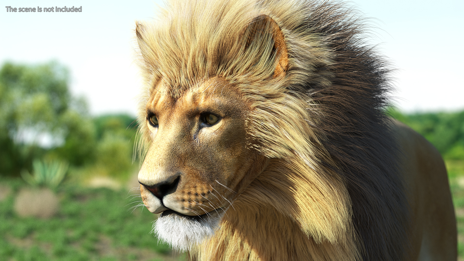 3D Lion Walking Pose Fur
