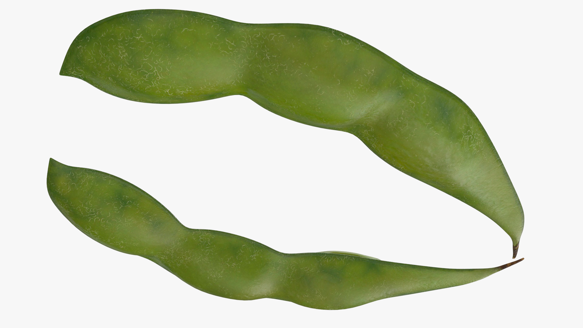 Green Soybean Pod Open 3D