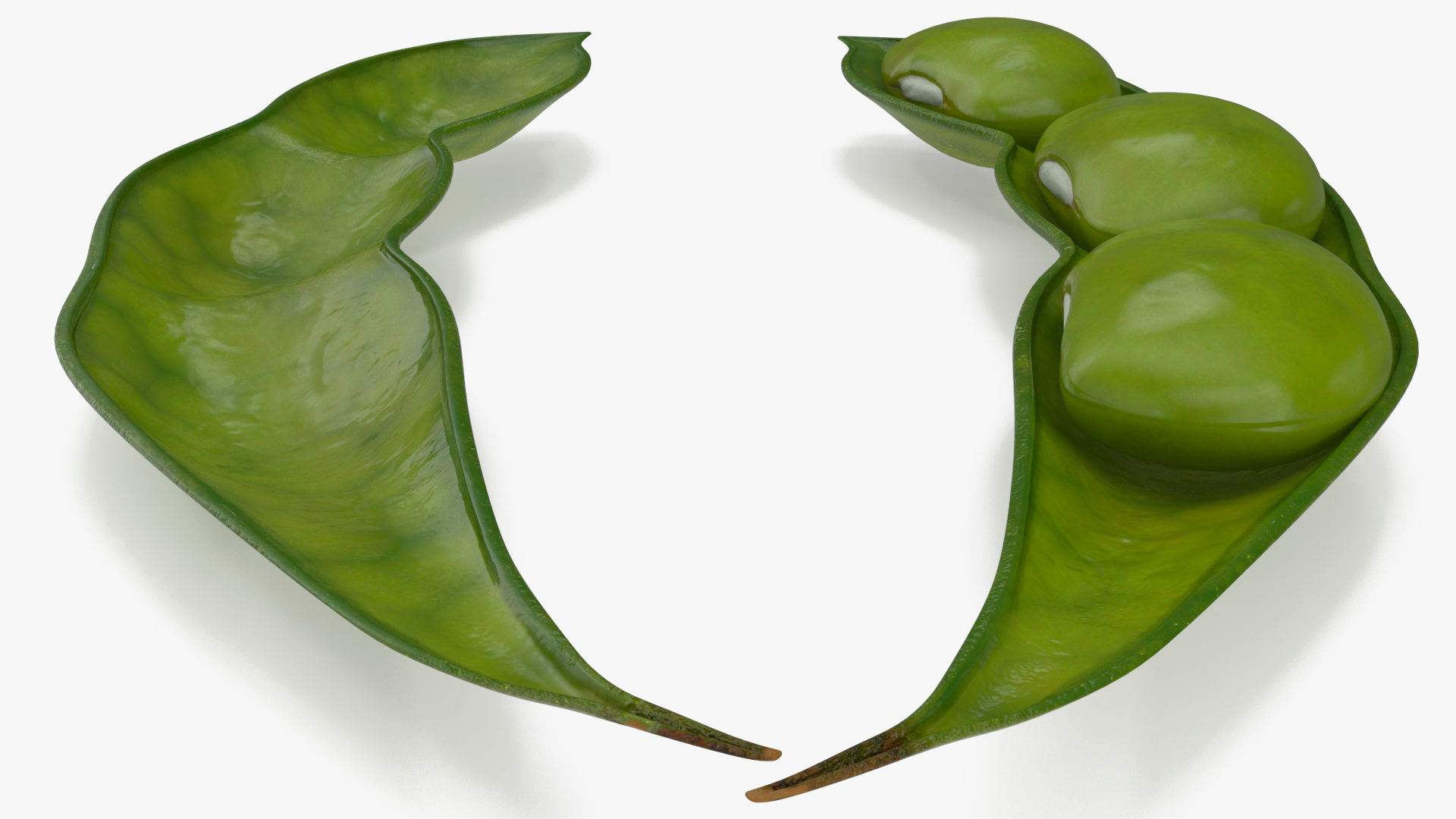 Green Soybean Pod Open 3D