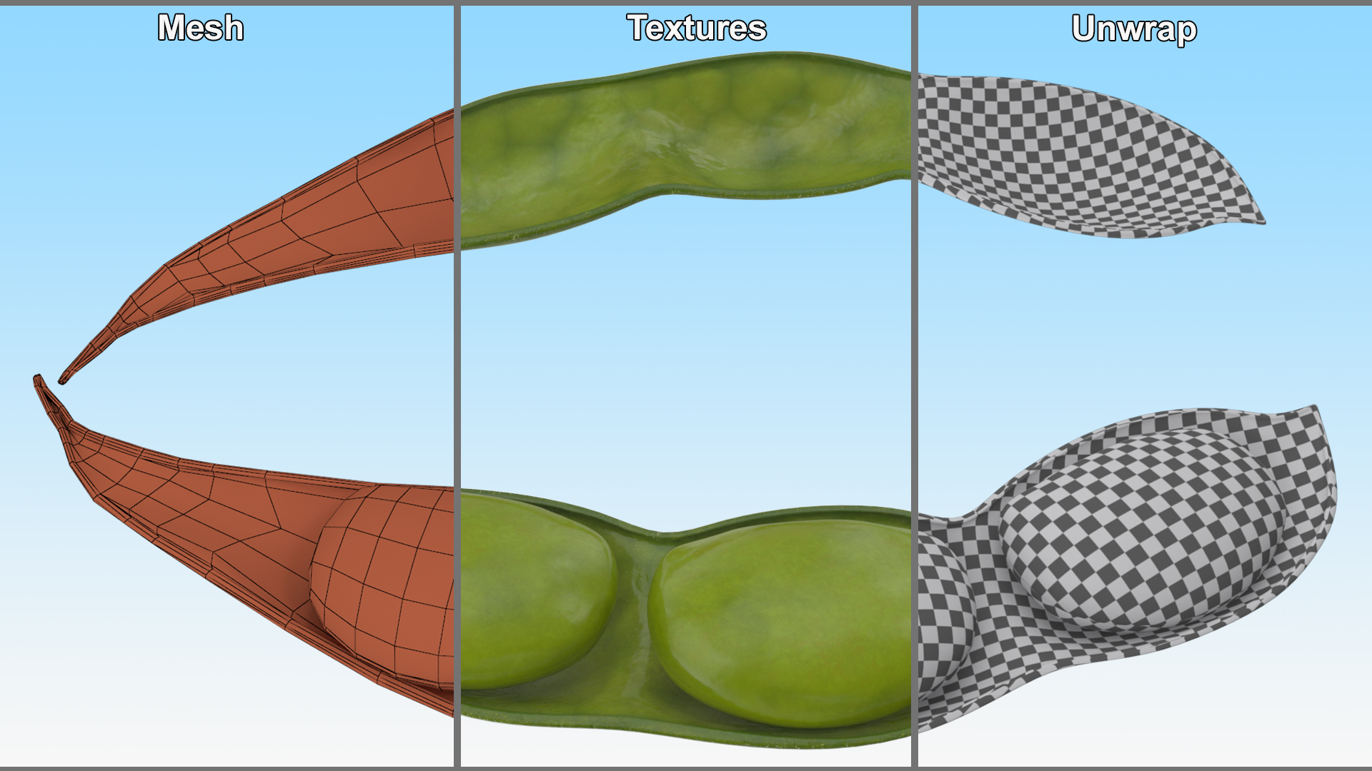 Green Soybean Pod Open 3D