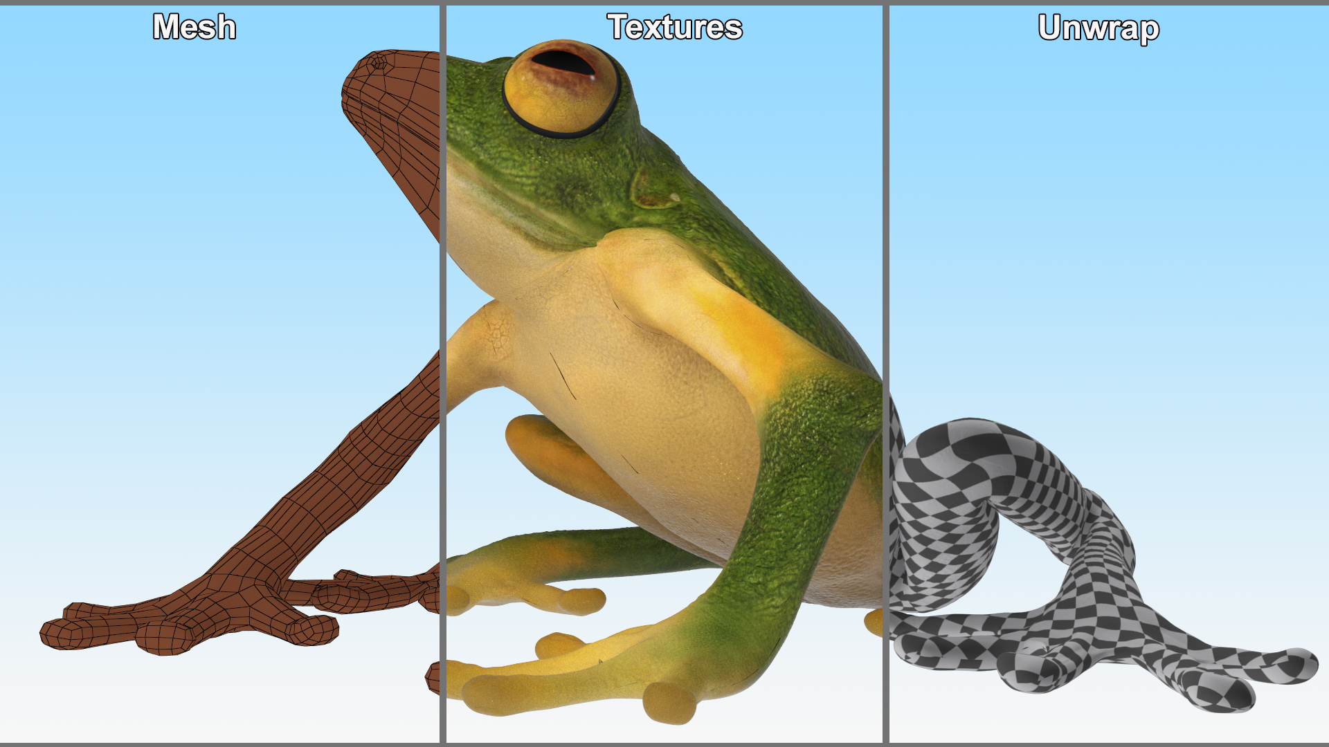 3D model Realistic Tree Frog Rigged for Maya
