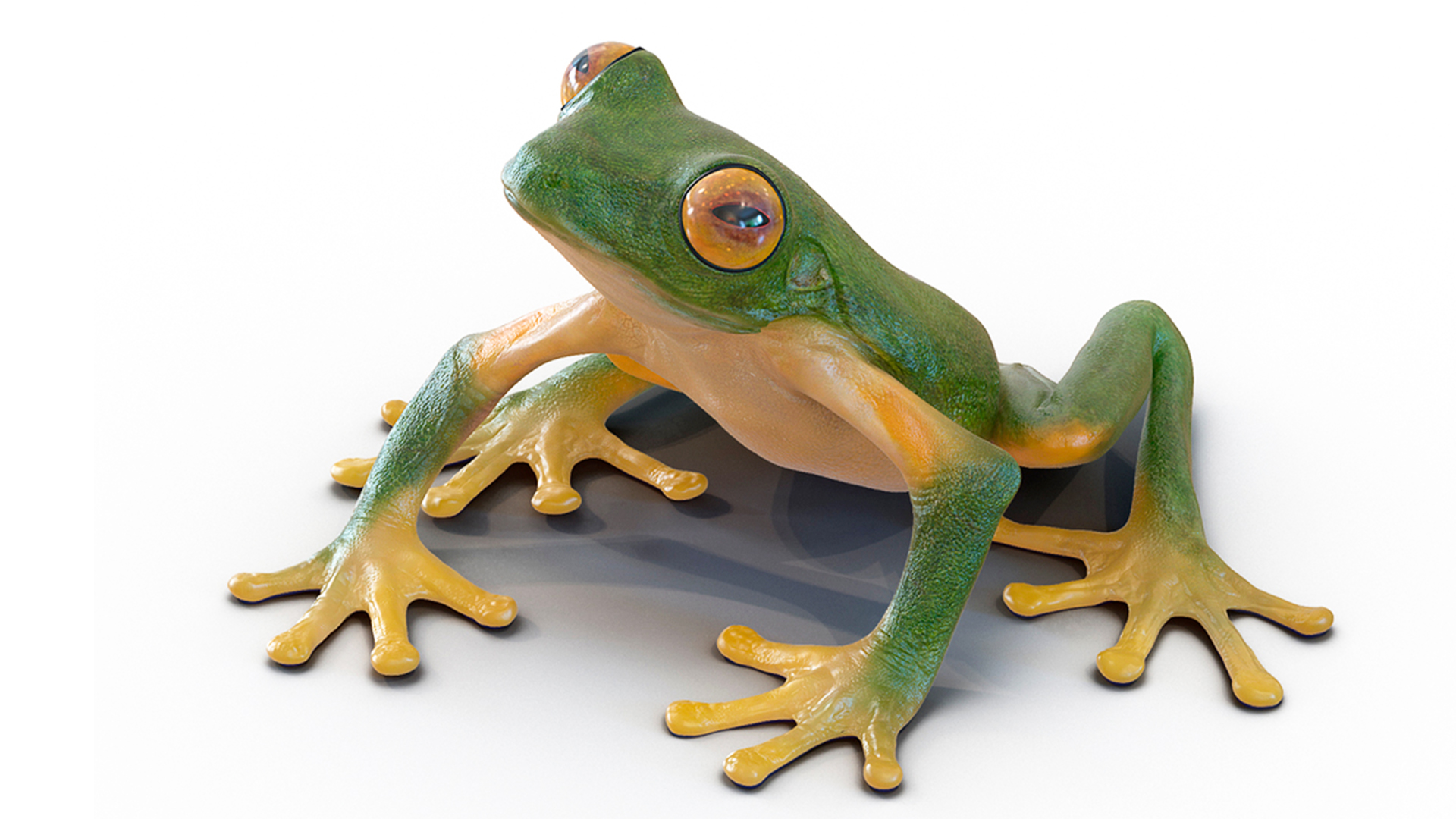 3D model Realistic Tree Frog Rigged for Maya