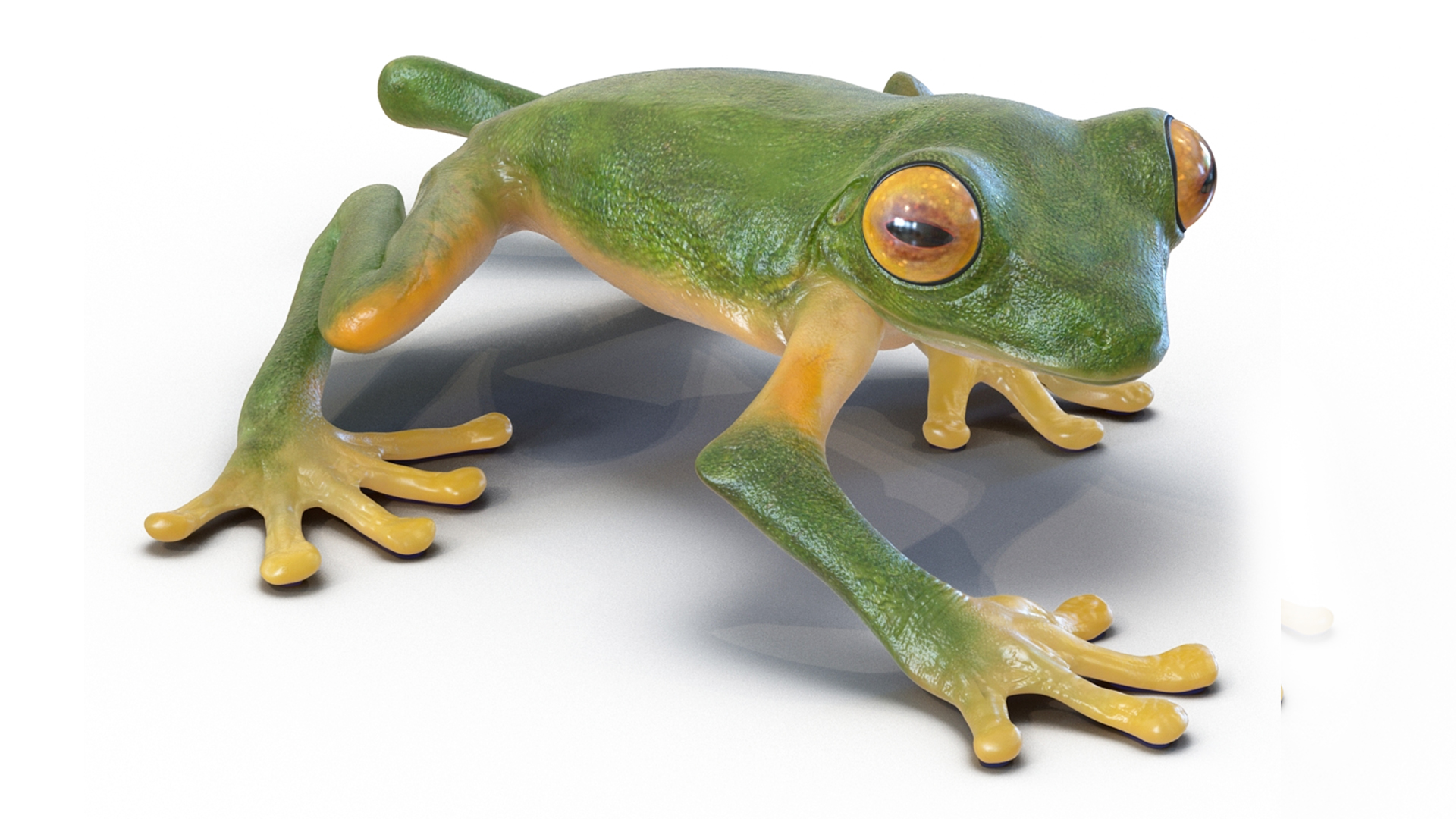 3D model Realistic Tree Frog Rigged for Maya