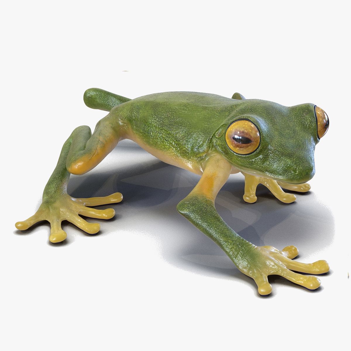 3D model Realistic Tree Frog Rigged for Maya