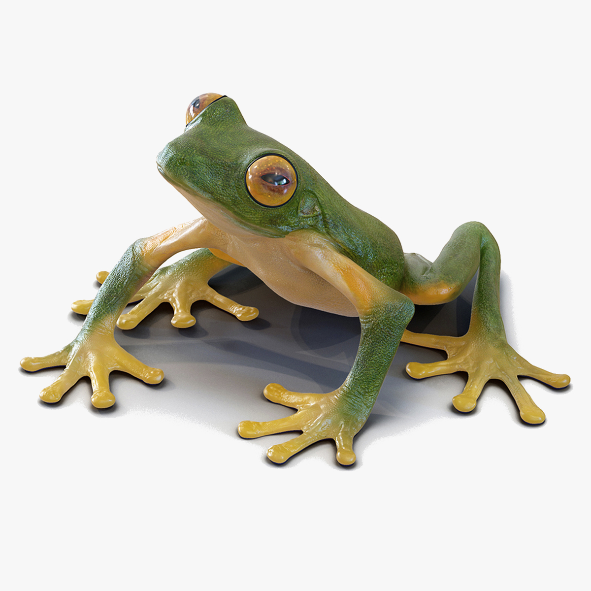 3D model Realistic Tree Frog Rigged for Maya