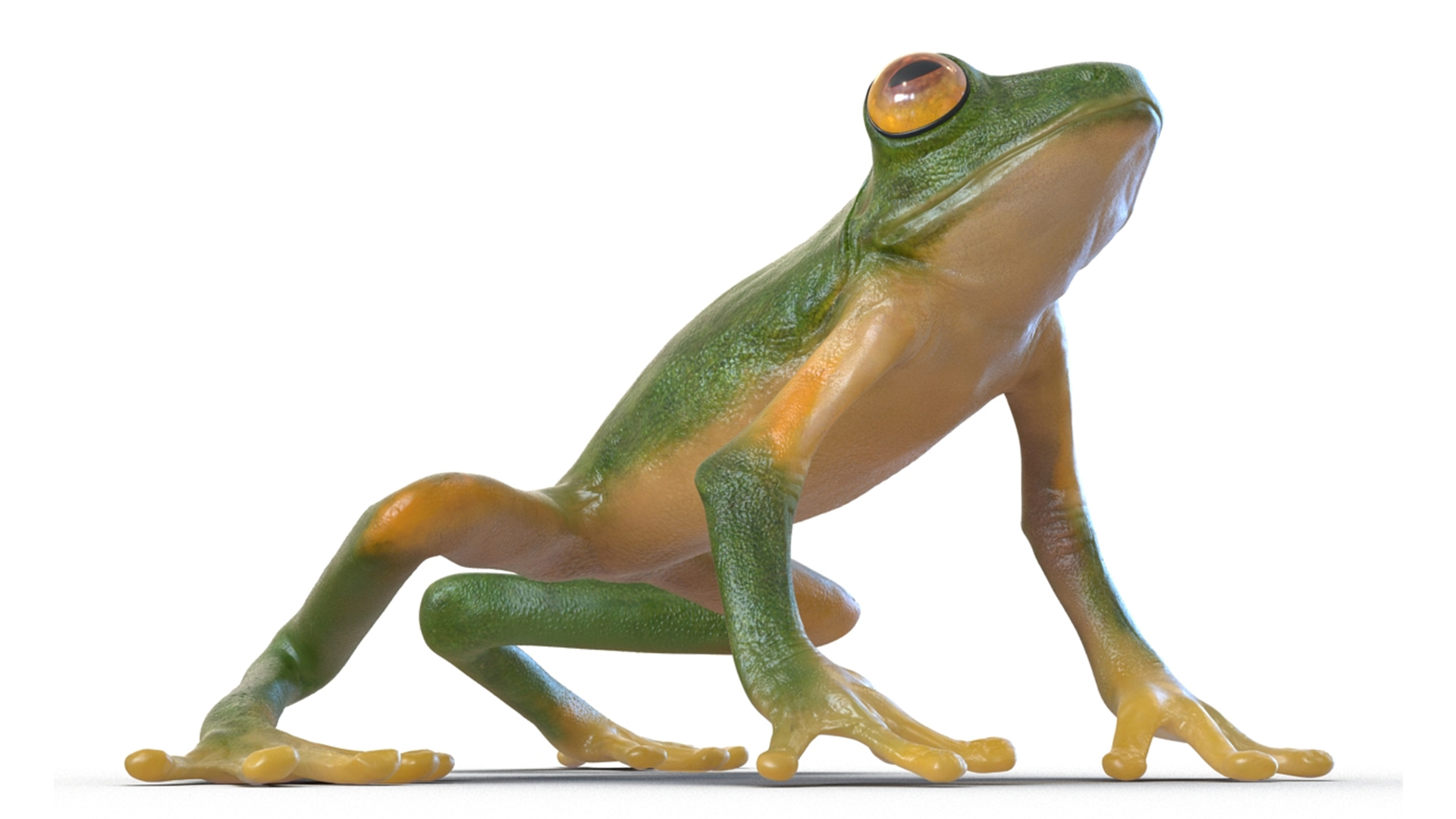 3D model Realistic Tree Frog Rigged for Maya