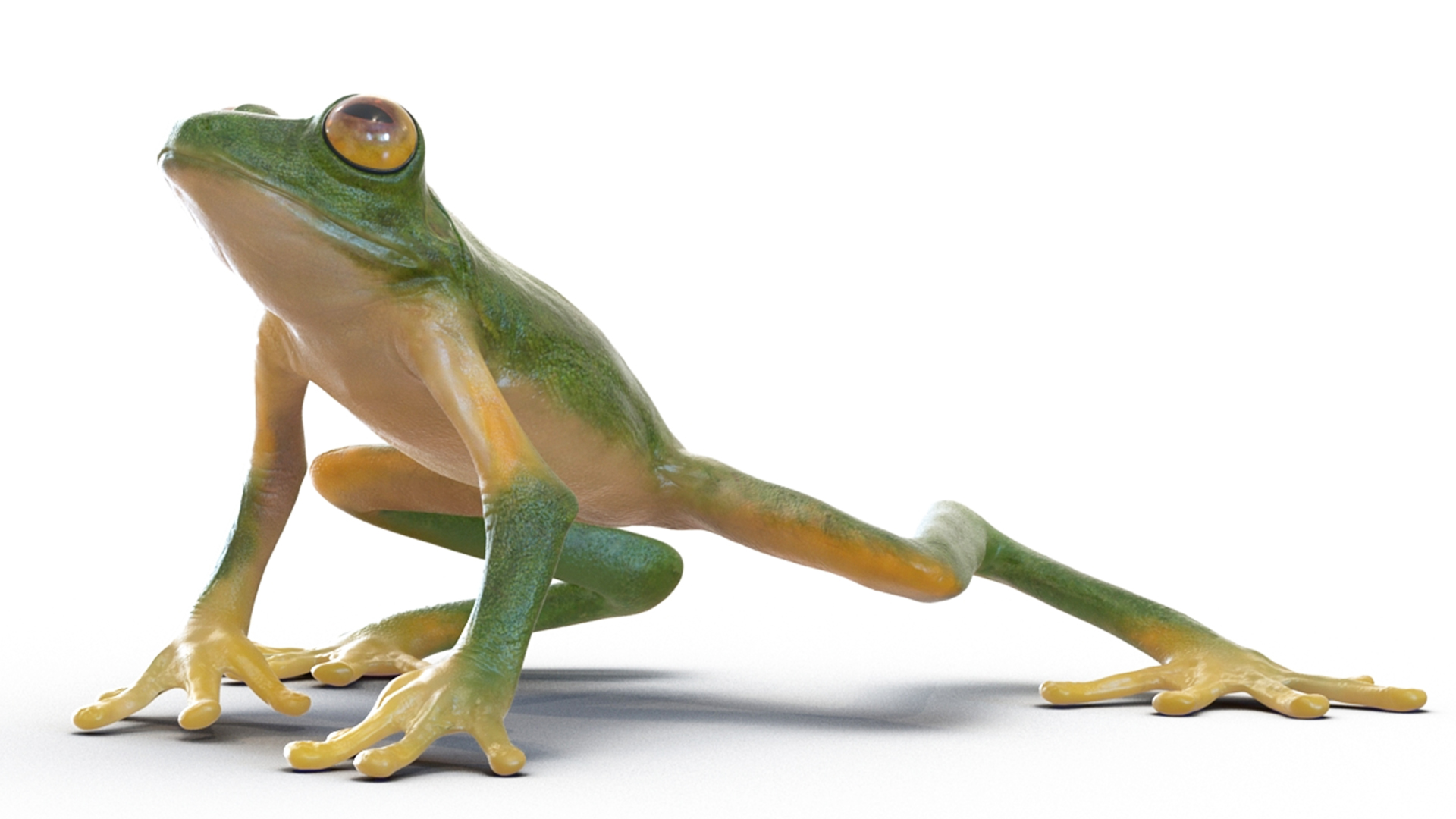 3D model Realistic Tree Frog Rigged for Maya