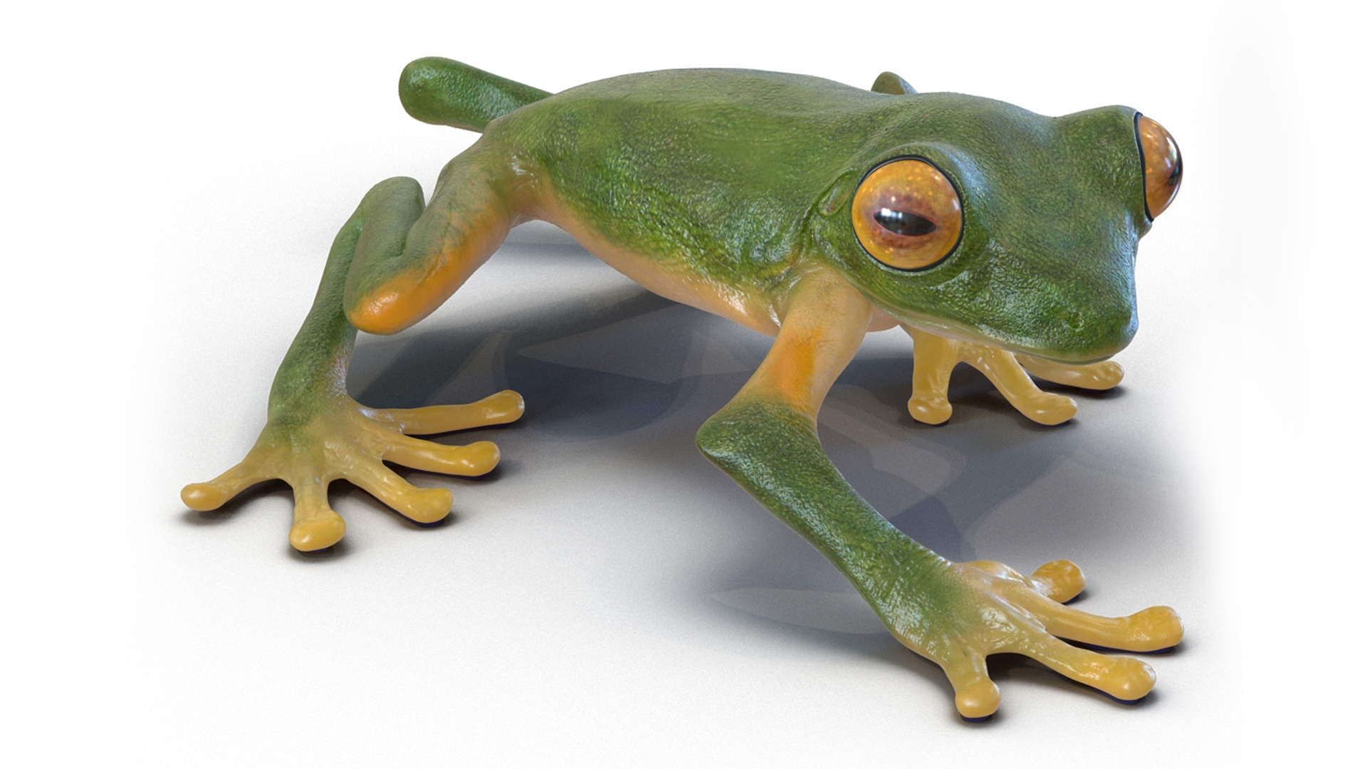 3D model Realistic Tree Frog Rigged for Maya