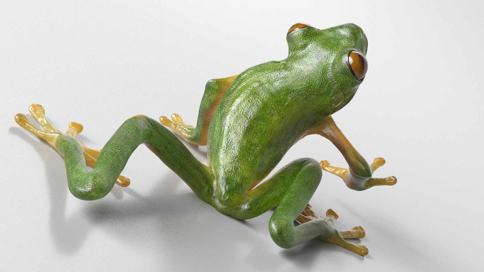 3D model Realistic Tree Frog Rigged for Maya