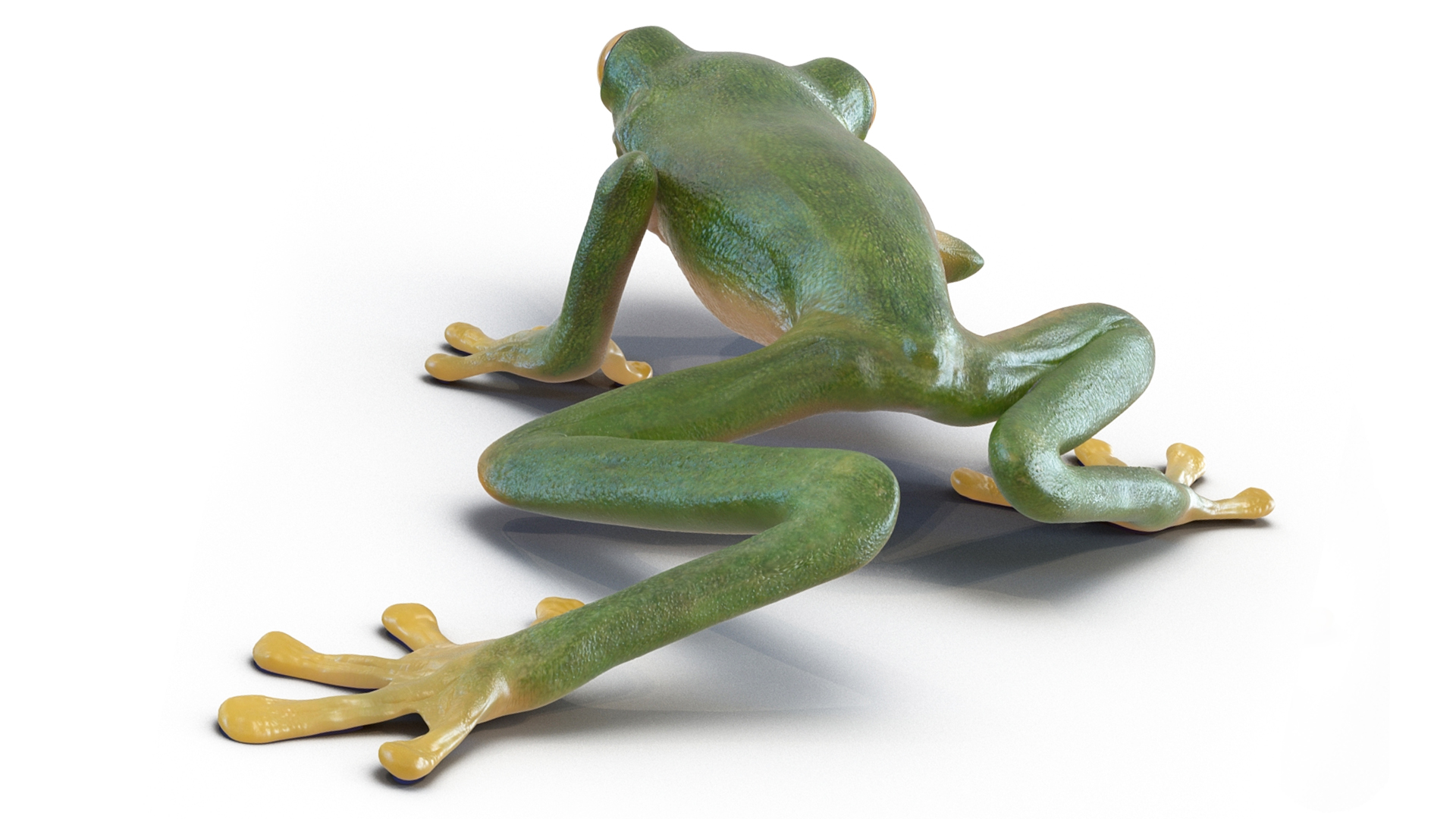 3D model Realistic Tree Frog Rigged for Maya