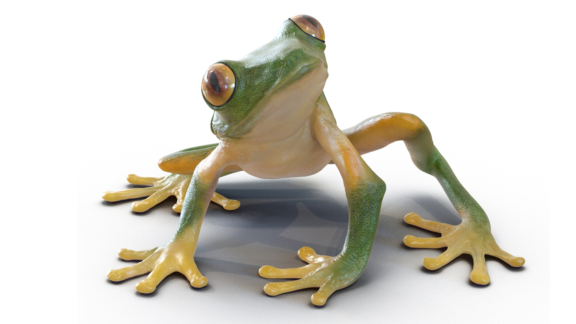 3D model Realistic Tree Frog Rigged for Maya