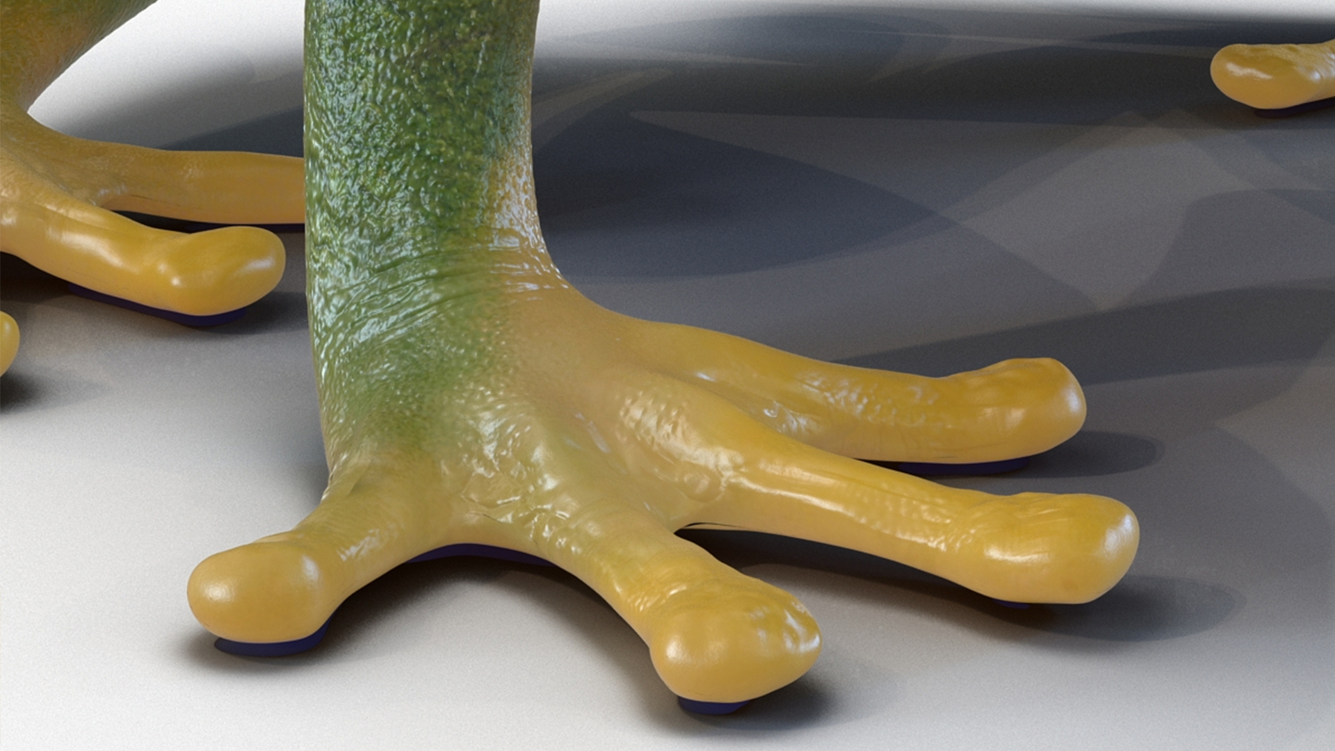 3D model Realistic Tree Frog Rigged for Maya
