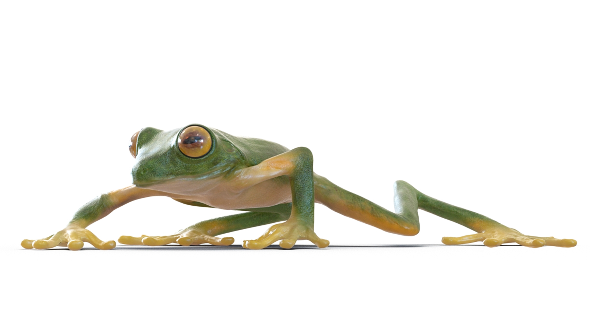 3D model Realistic Tree Frog Rigged for Maya