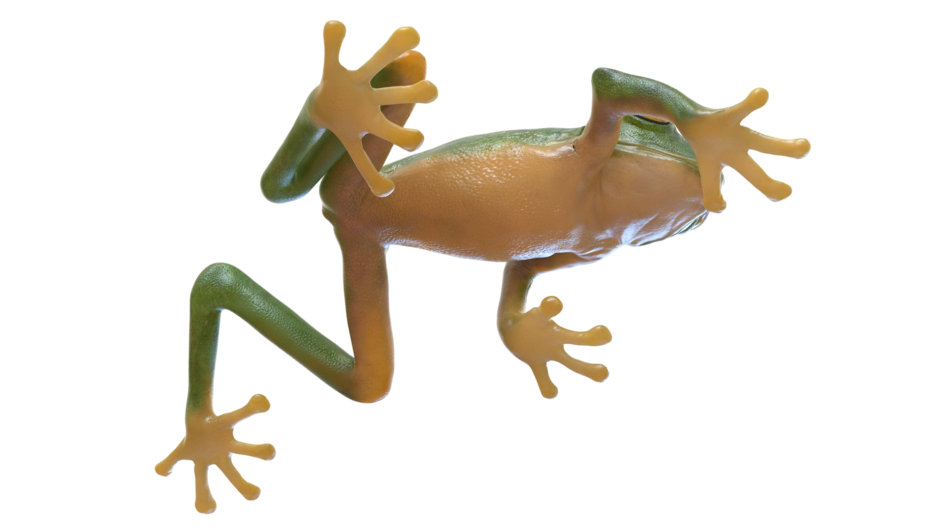 3D model Realistic Tree Frog Rigged for Maya
