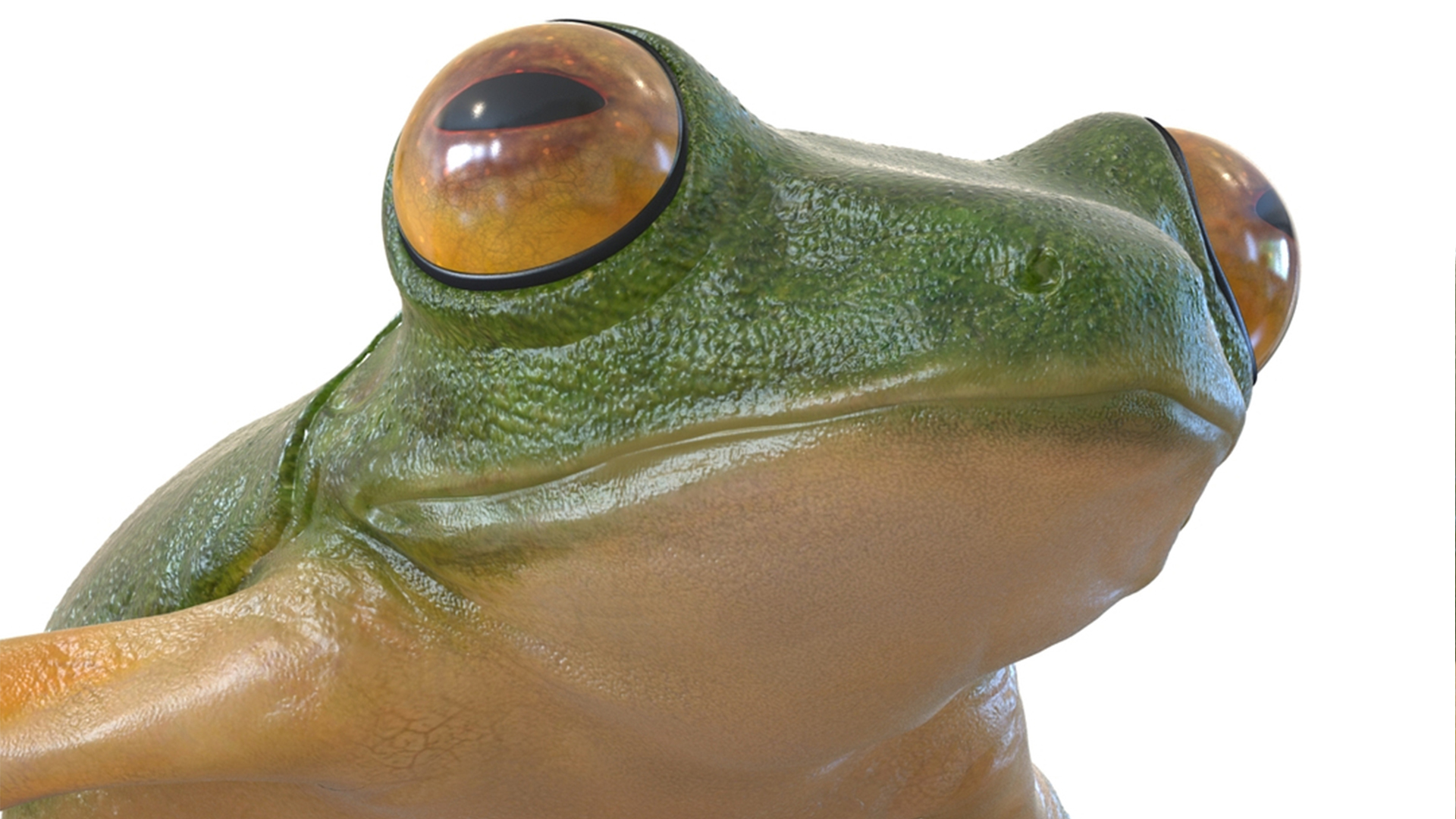 3D model Realistic Tree Frog Rigged for Maya