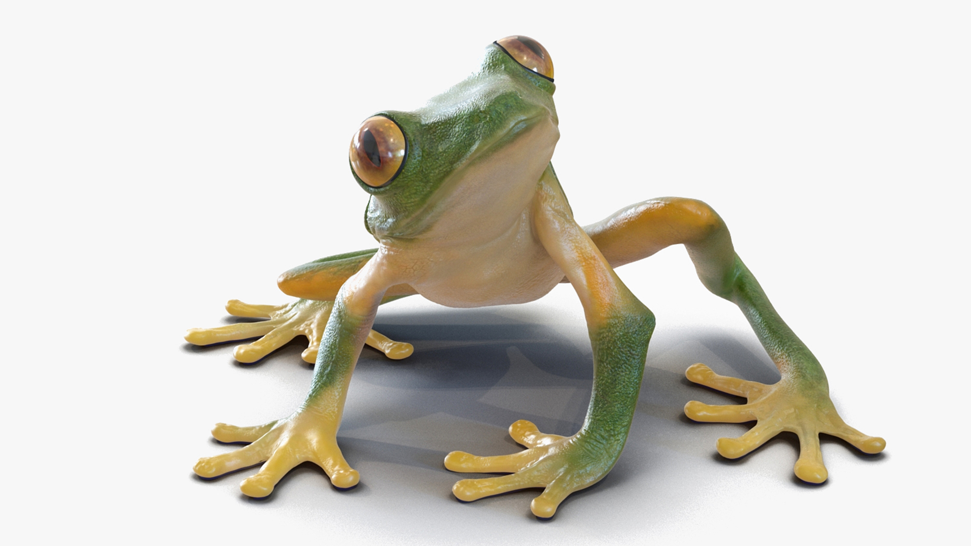 3D model Realistic Tree Frog Rigged for Maya