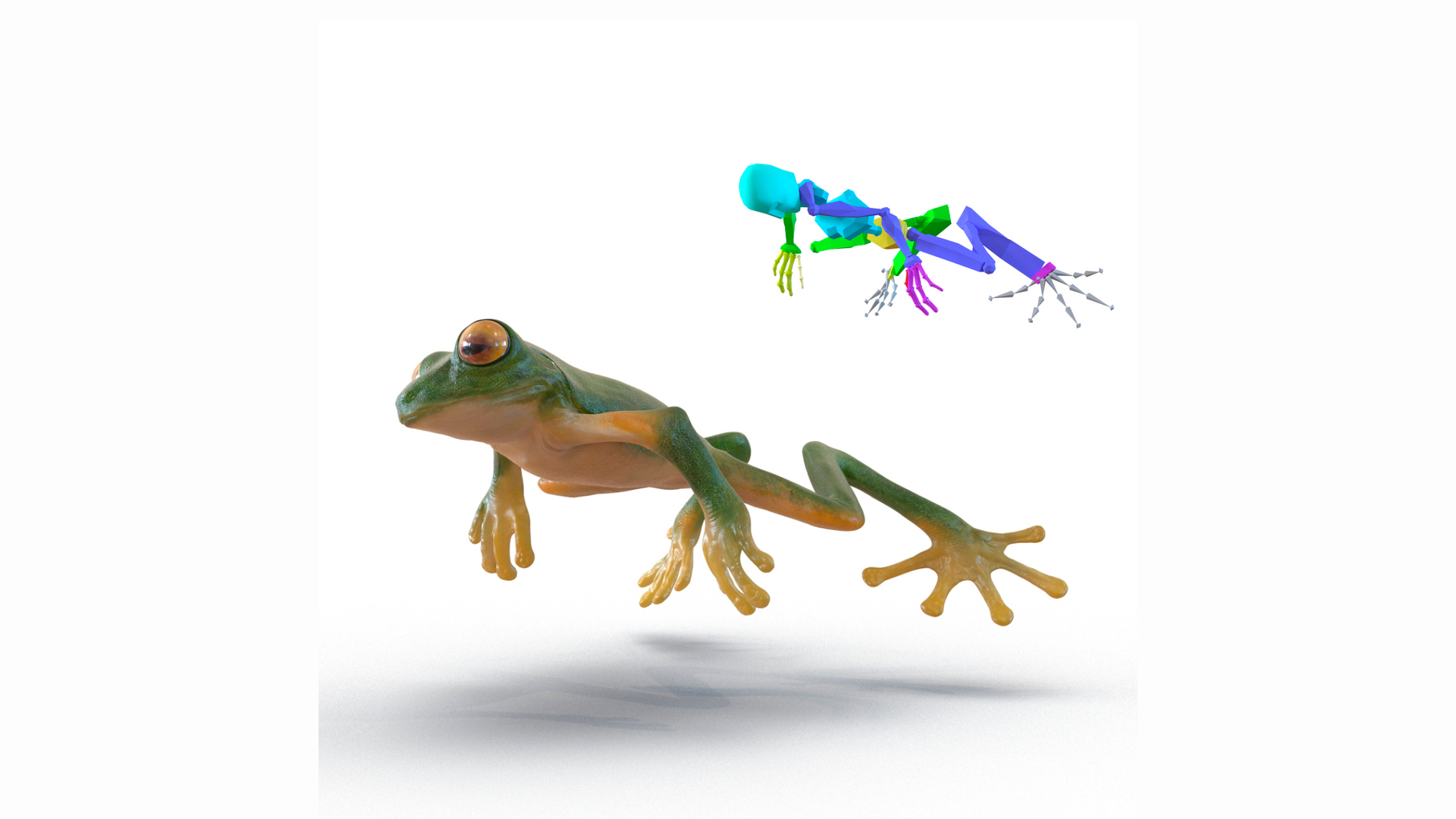 3D model Realistic Tree Frog Rigged for Maya
