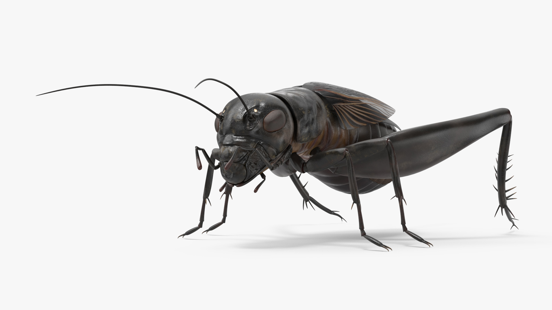 3D Field Cricket model