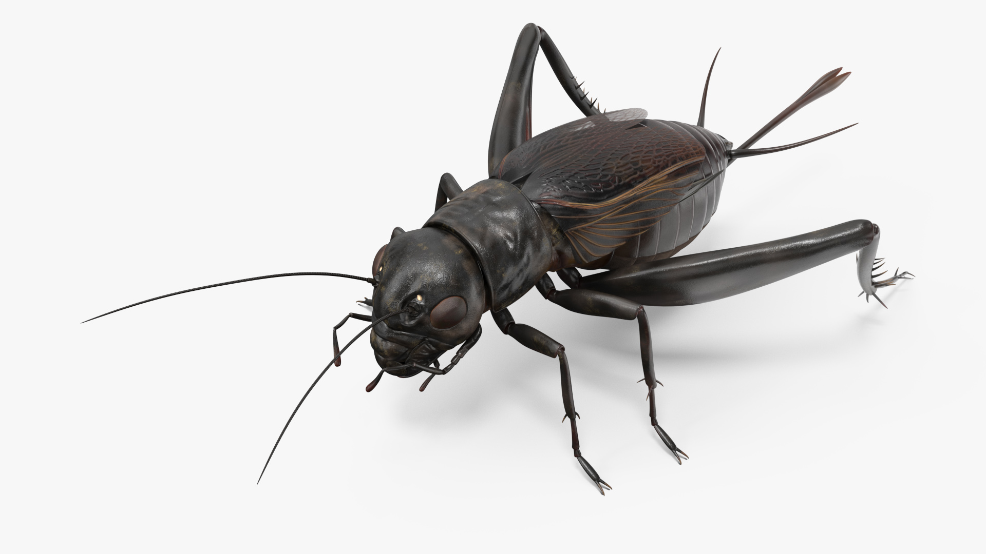 3D Field Cricket model