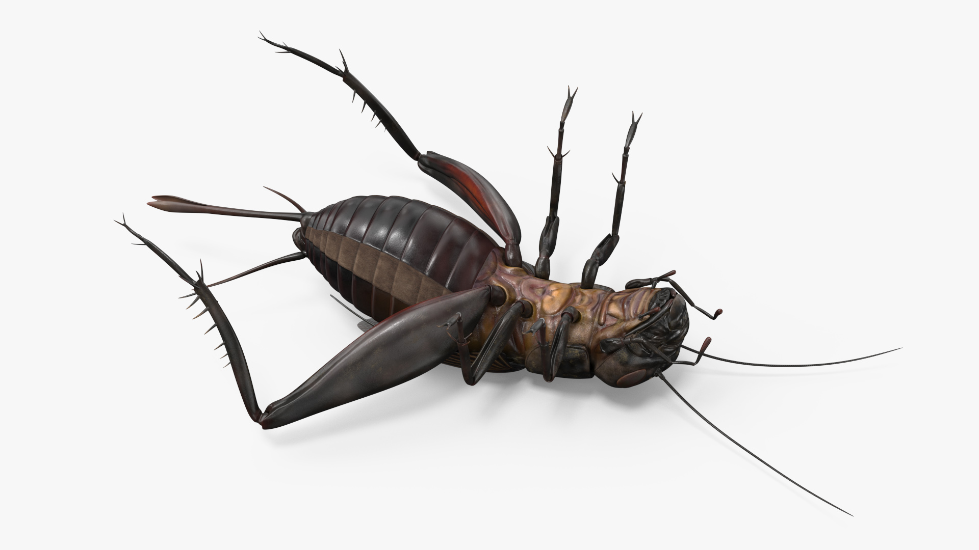 3D Field Cricket model