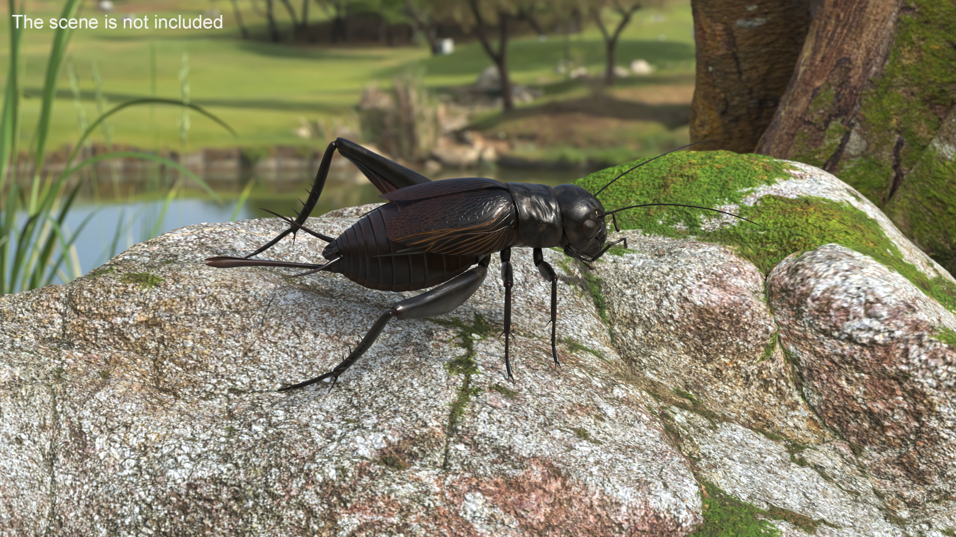 3D Field Cricket model